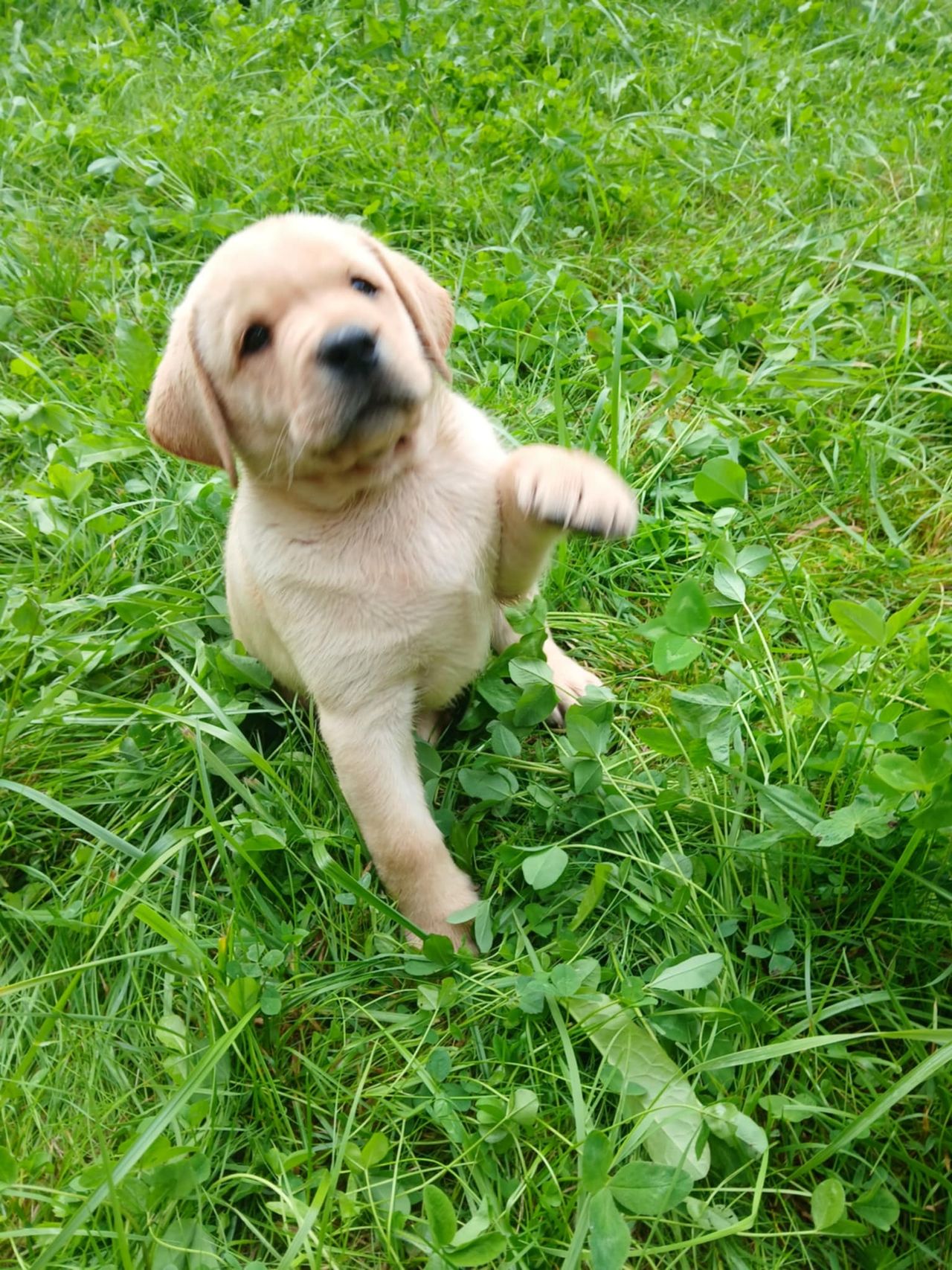 Labrador retriever