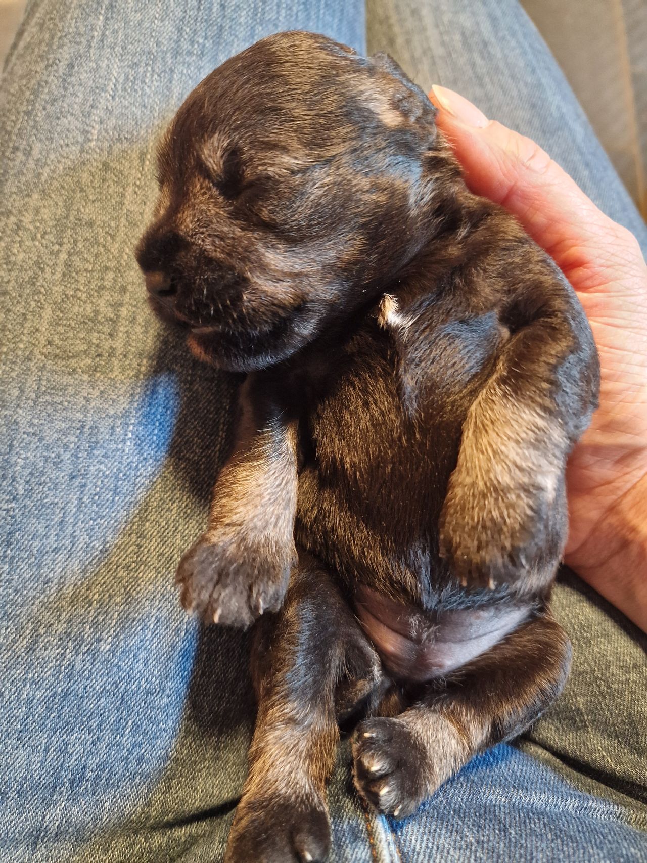 Dvergschnauzer salt/pepper