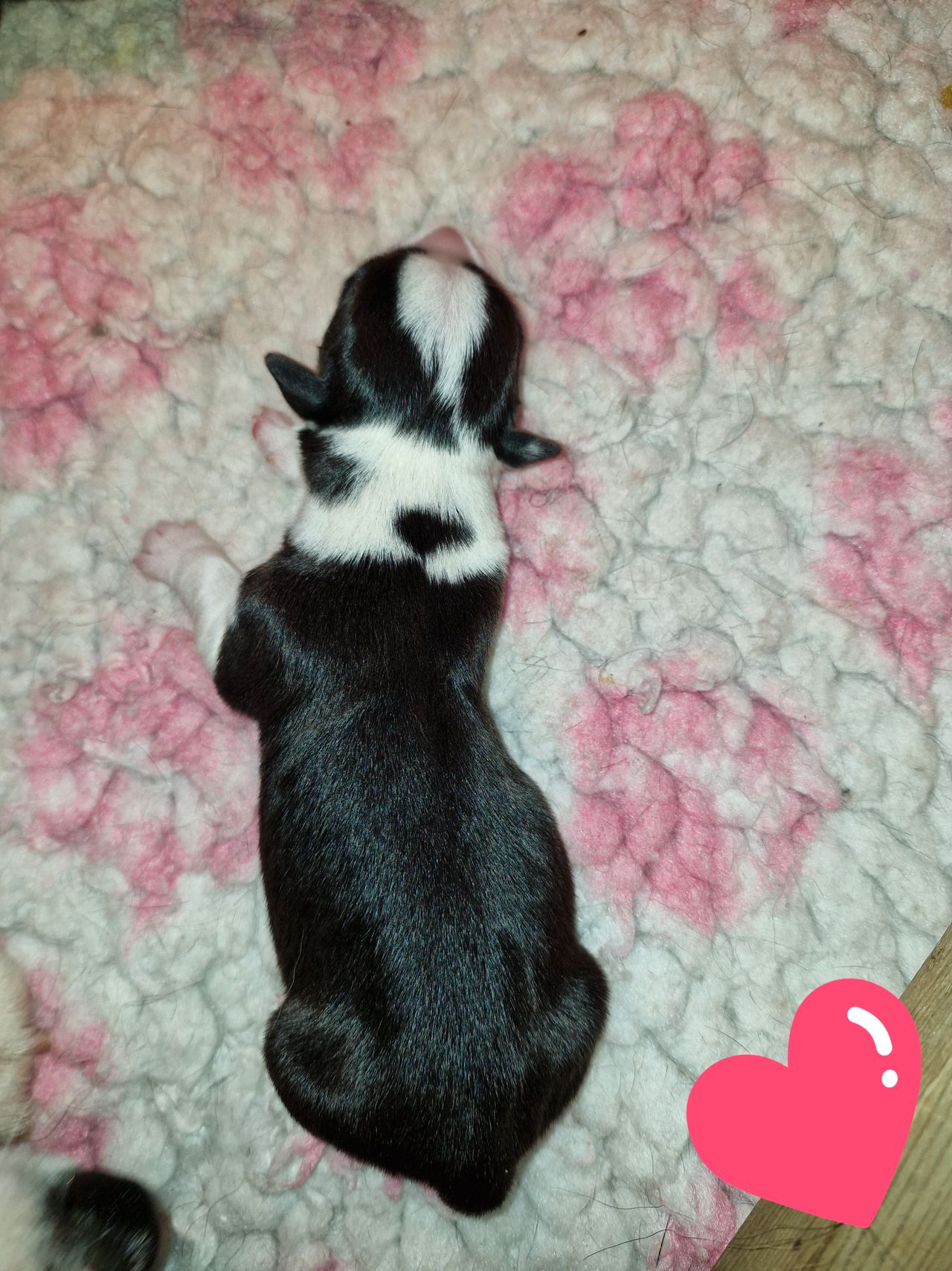 Welsh corgi cardigan