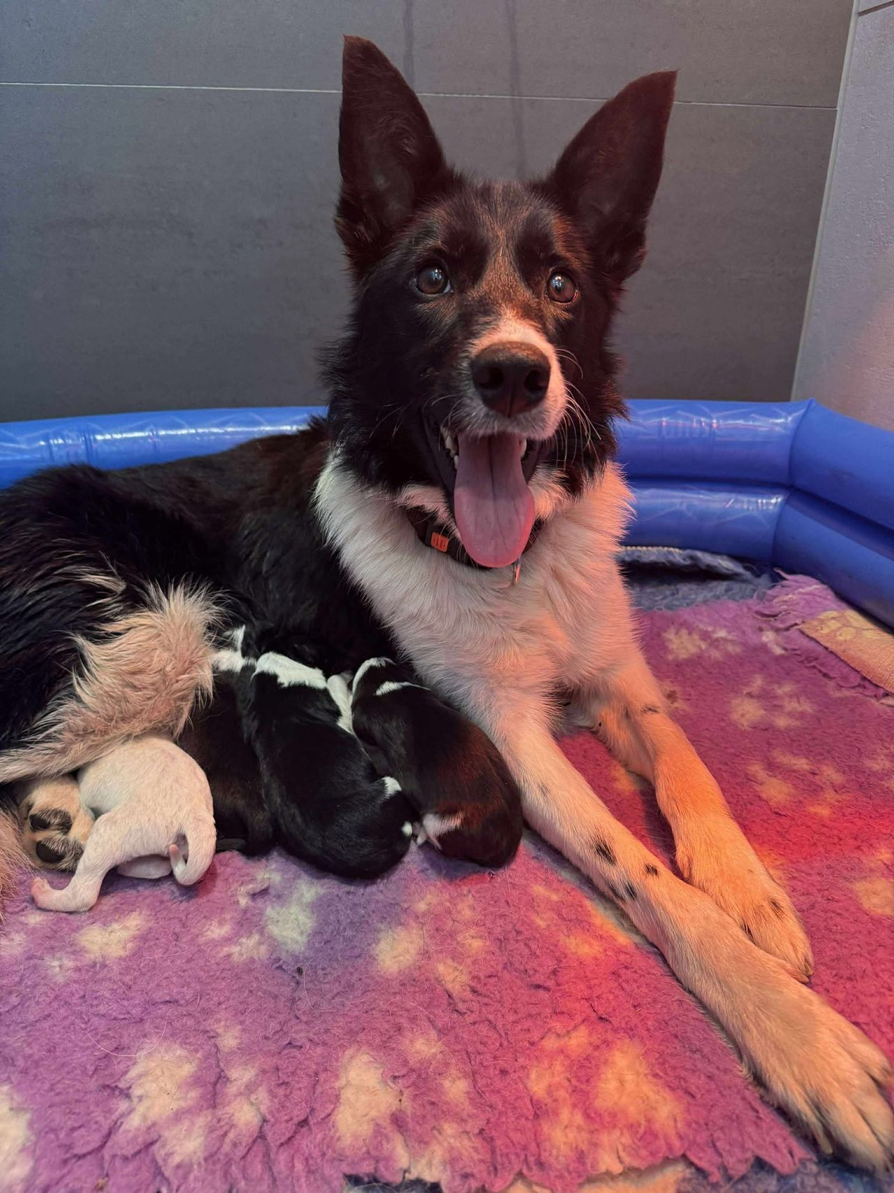 Border collie
