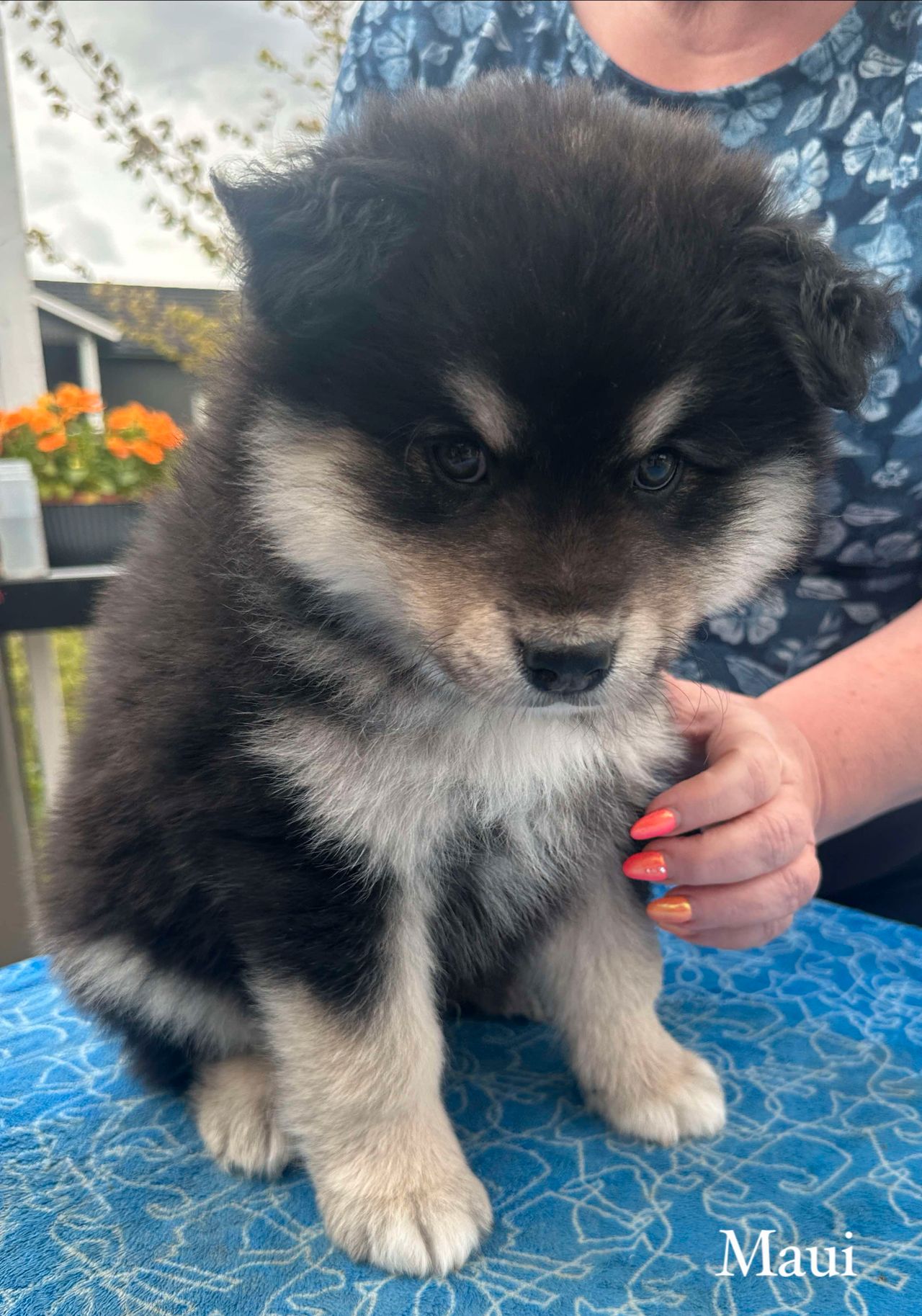 Finsk lapphund
