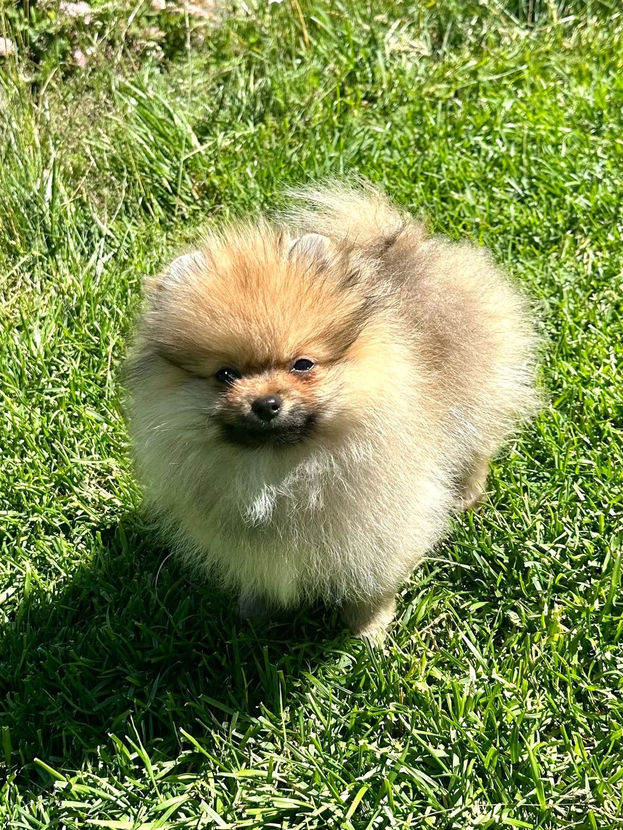 Pomeranian