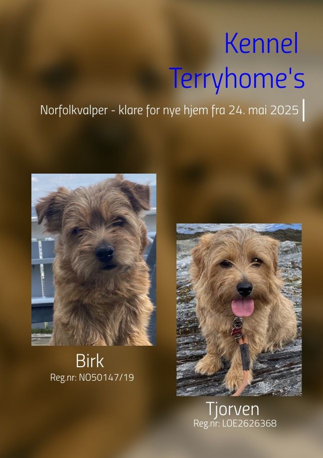 Norfolk terrier