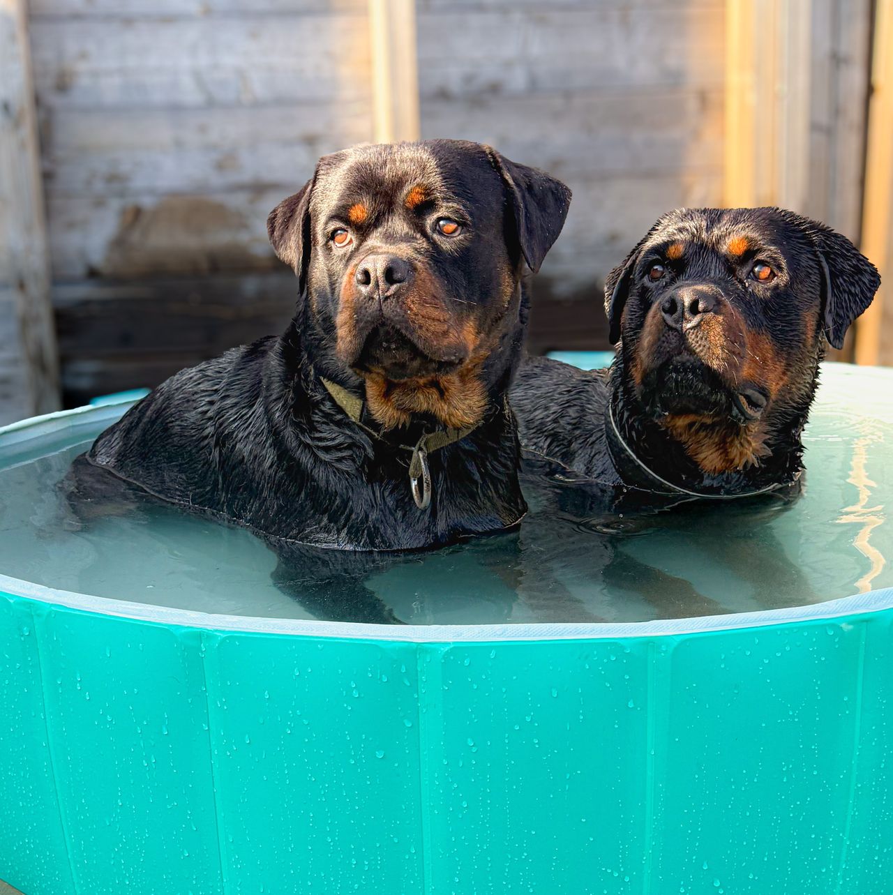 Rottweiler