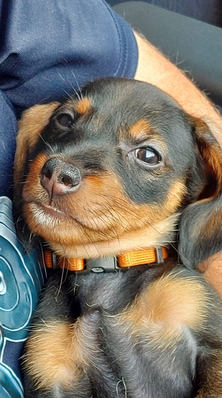 Dvergdachshund korthåret
