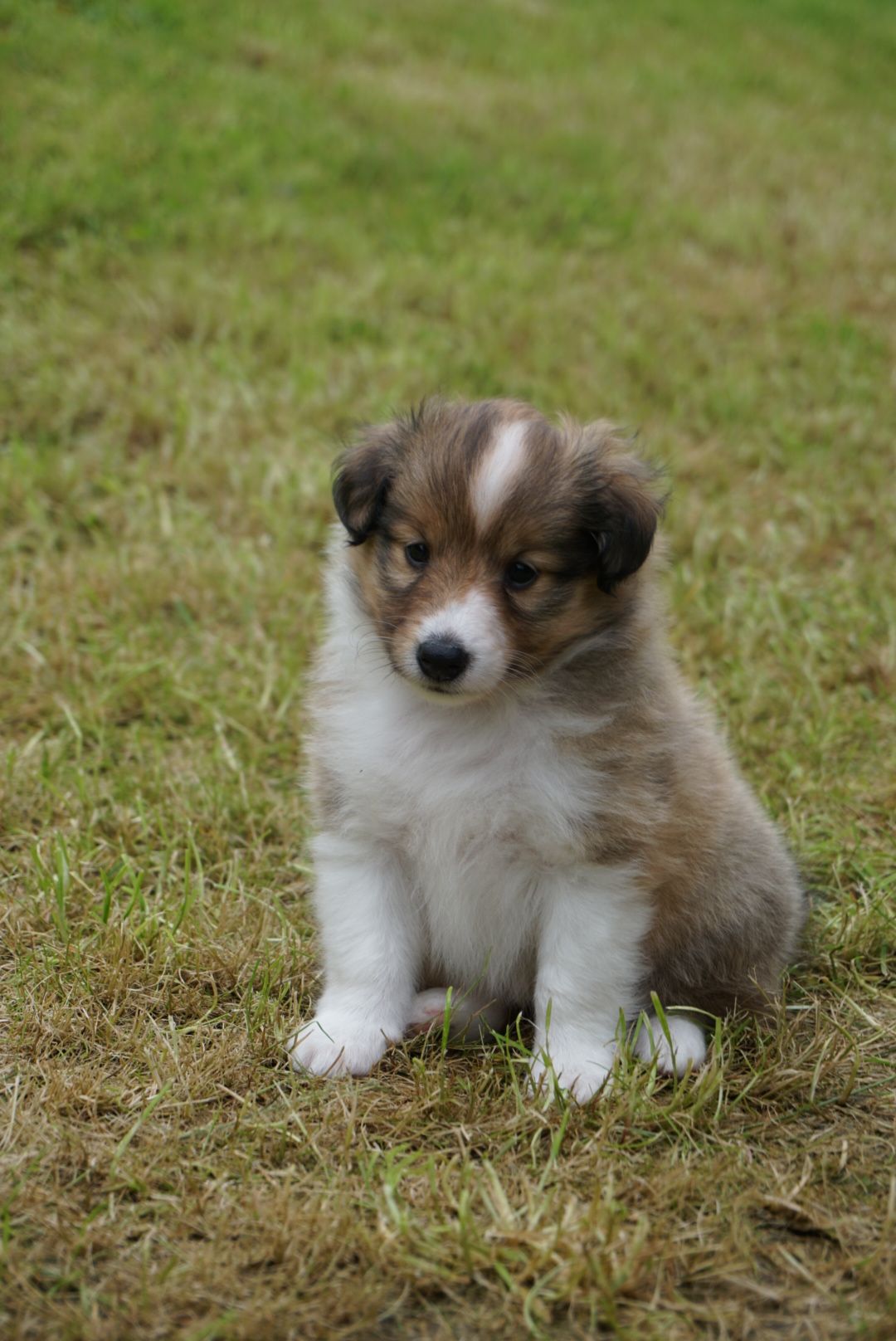 Shetland sheepdog