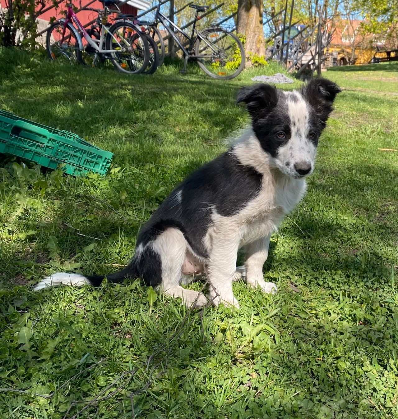 Border collie