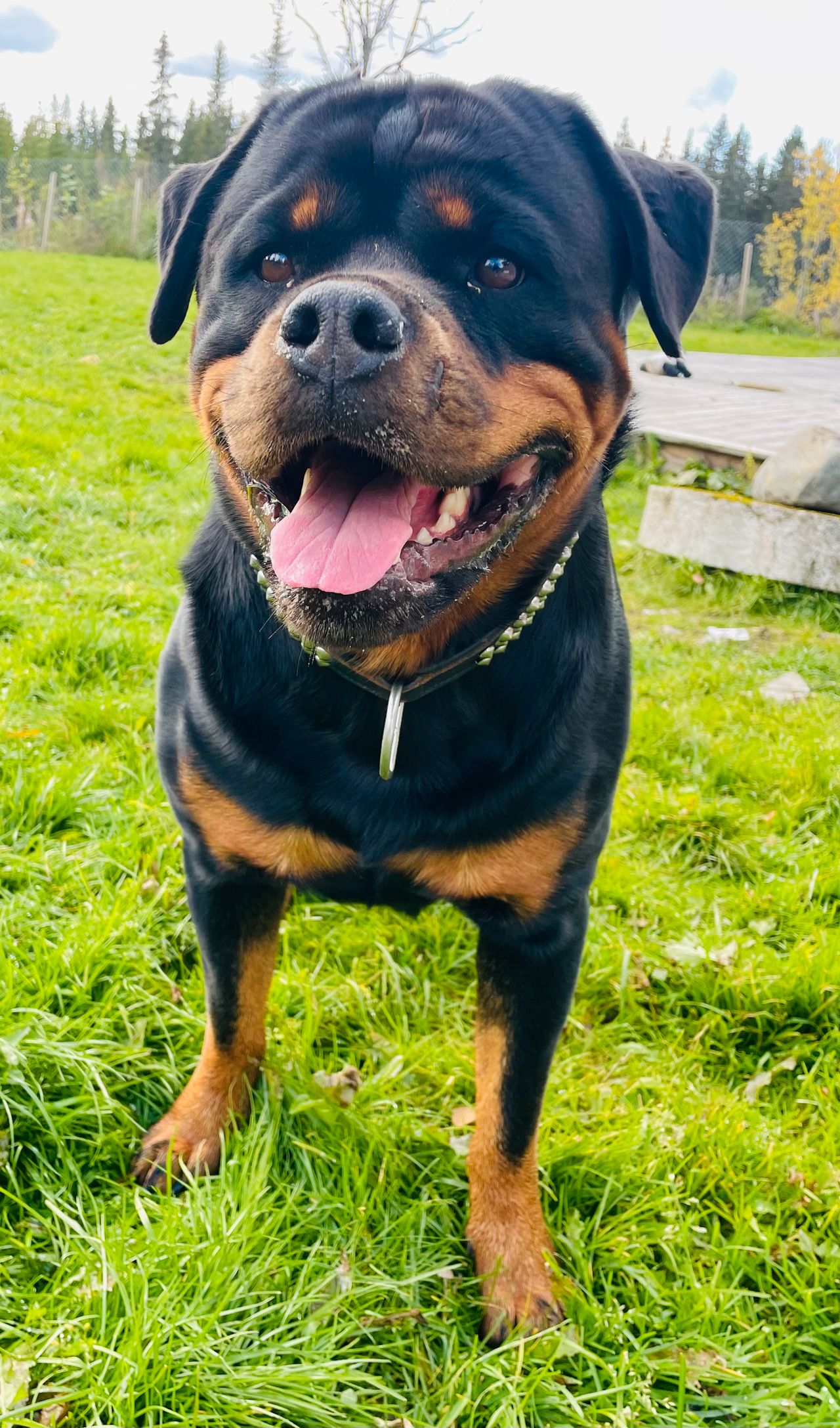 Rottweiler