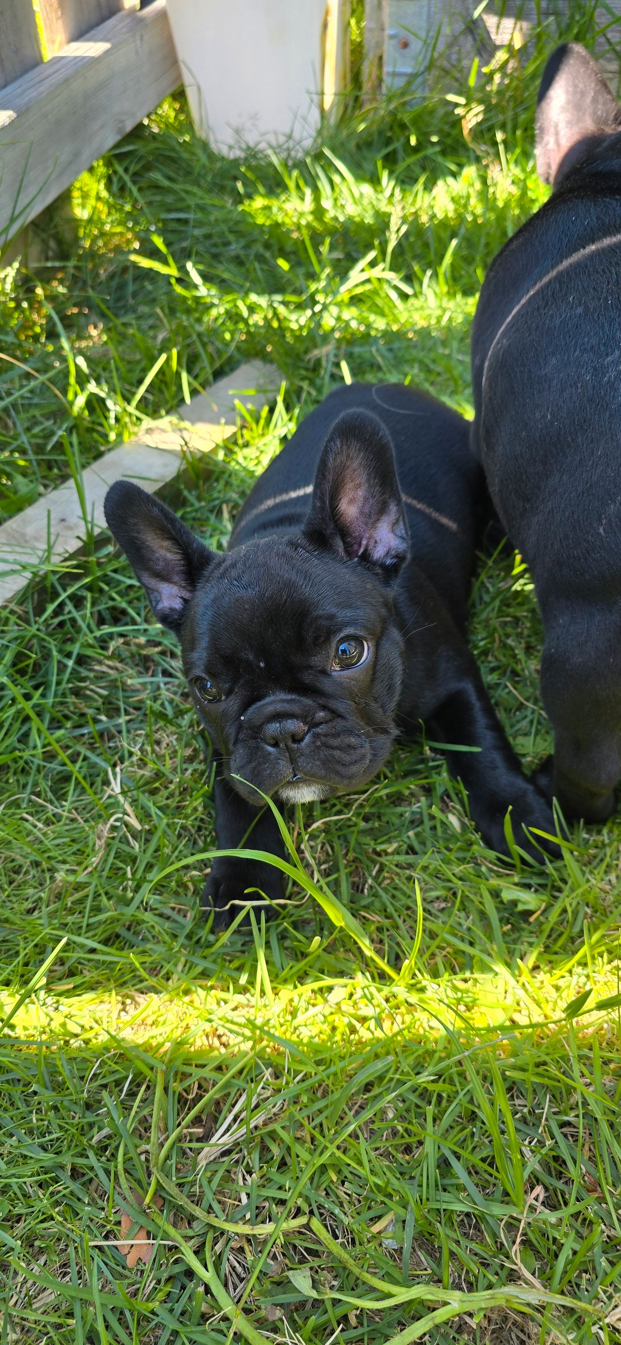 Fransk bulldog