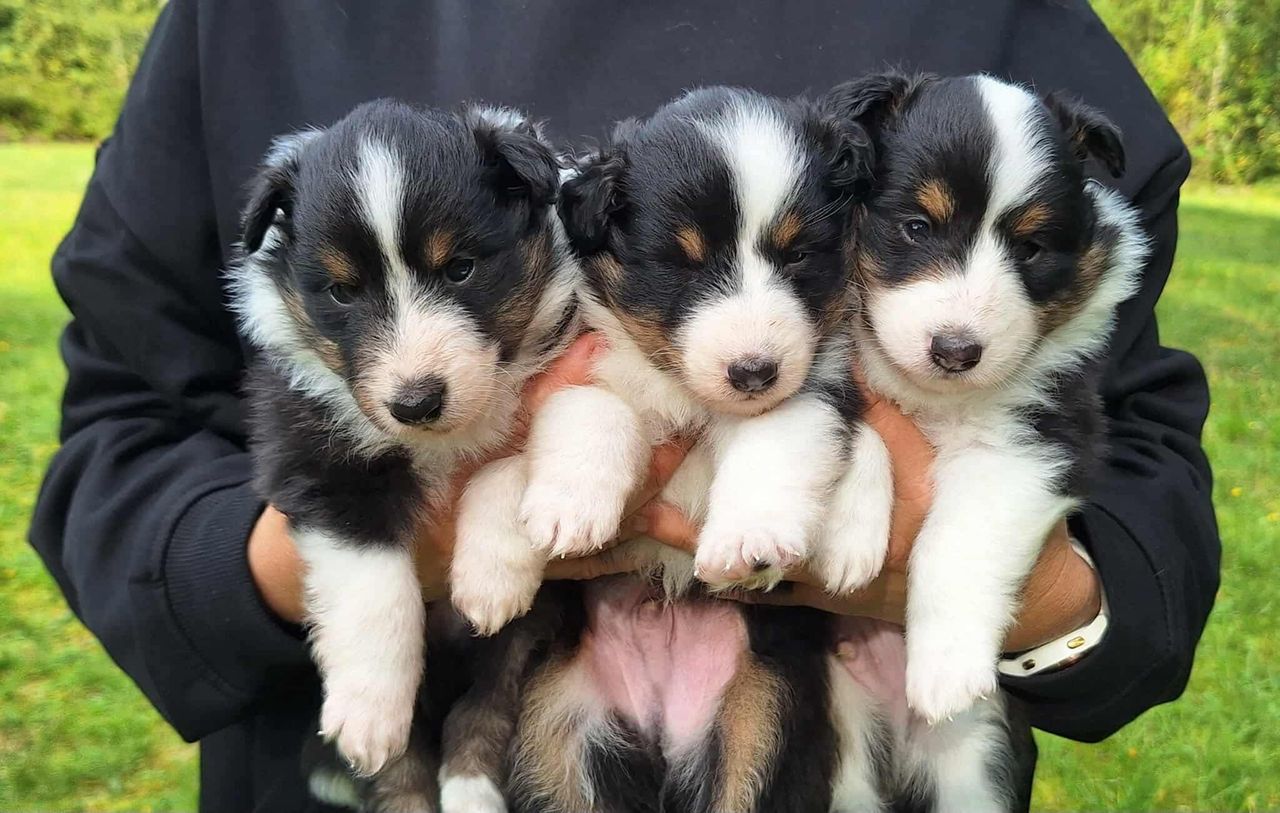 Shetland sheepdog
