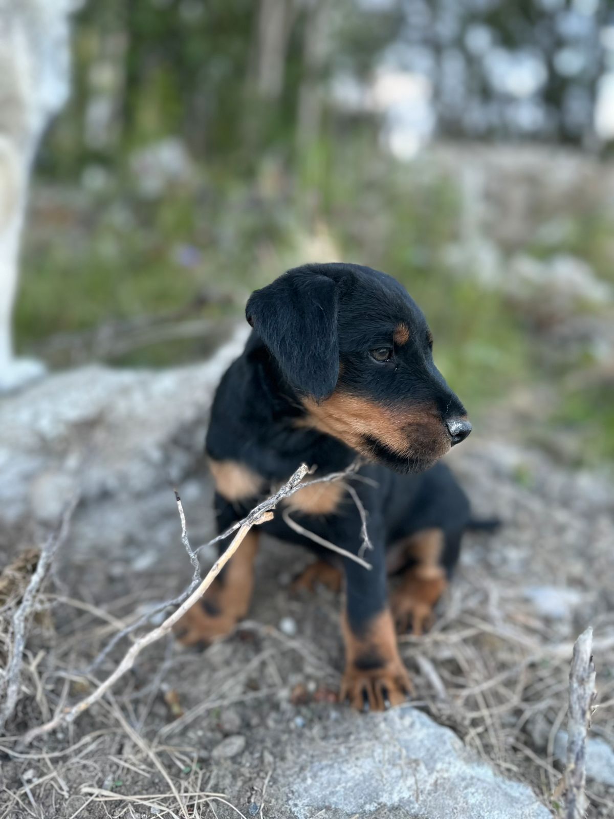 Tysk jaktterrier