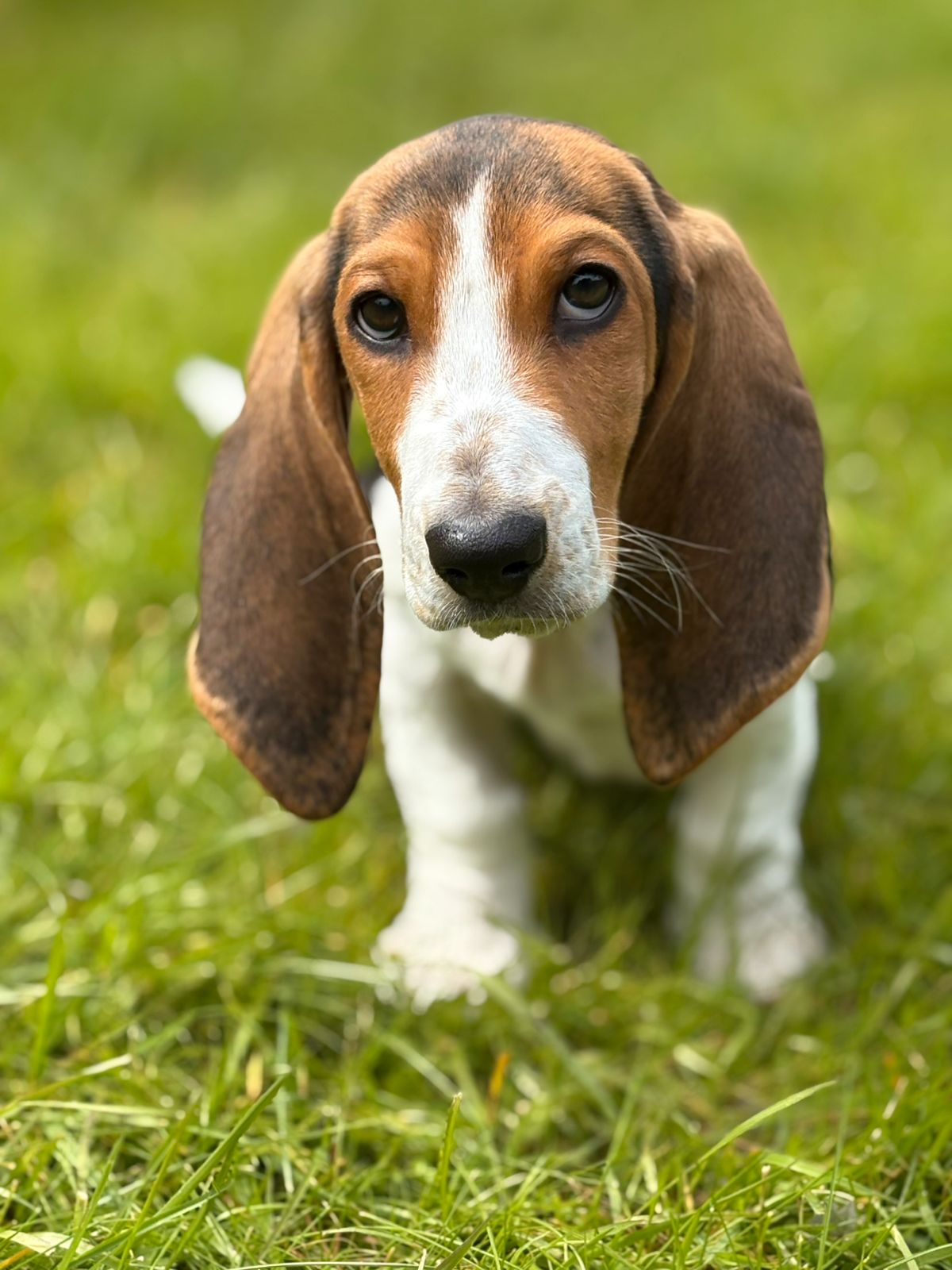 Basset artesien normand