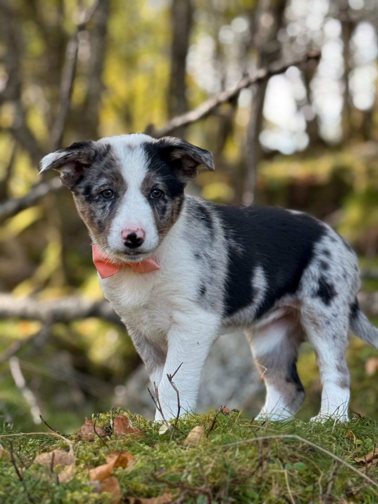 Border collie