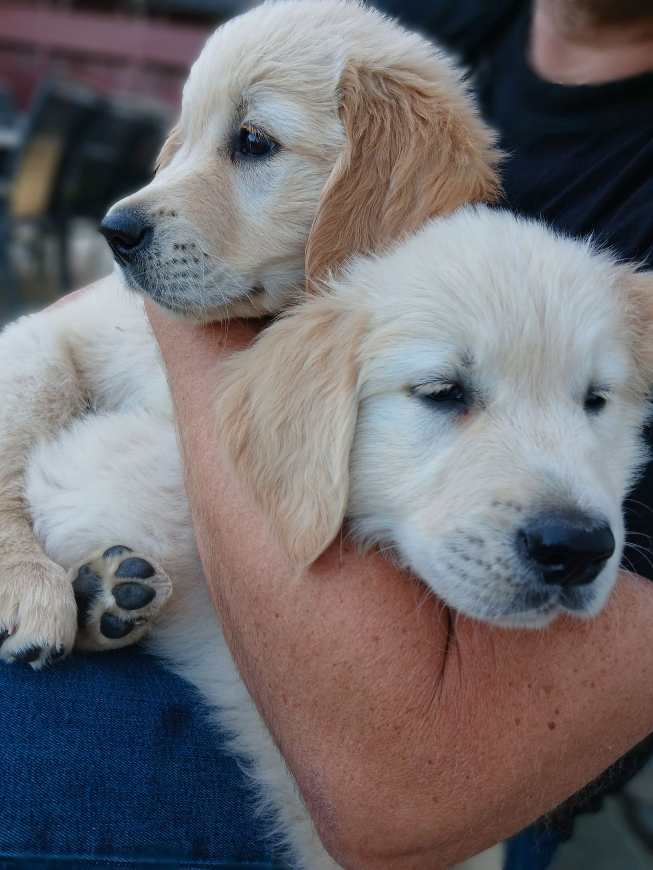 Golden retriever