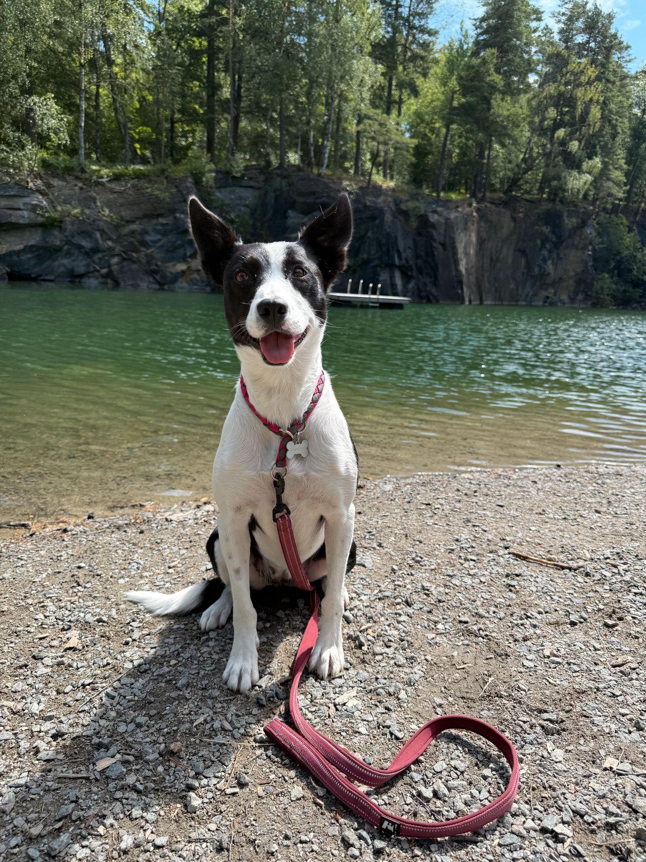 Border collie