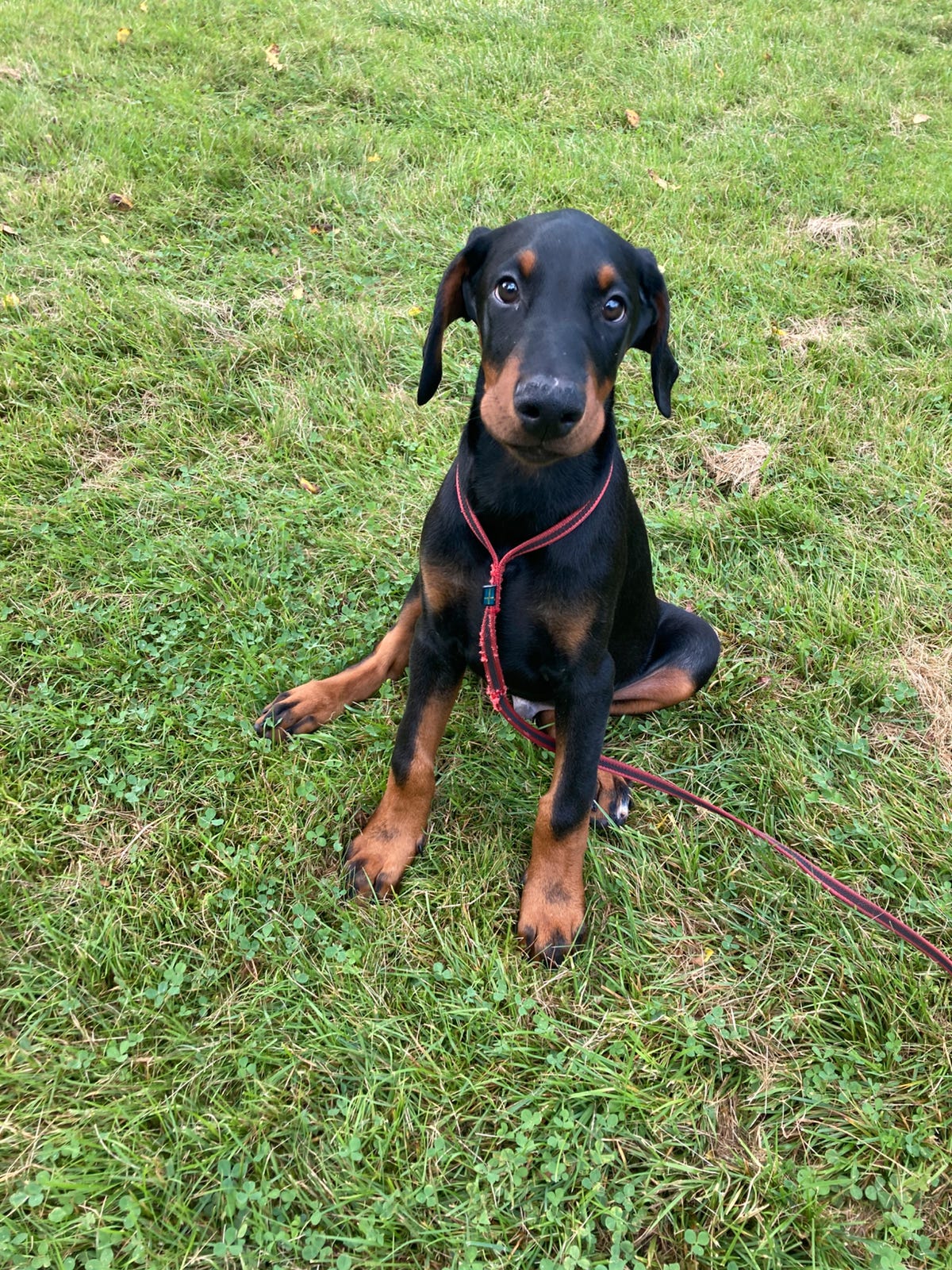 Dobermann