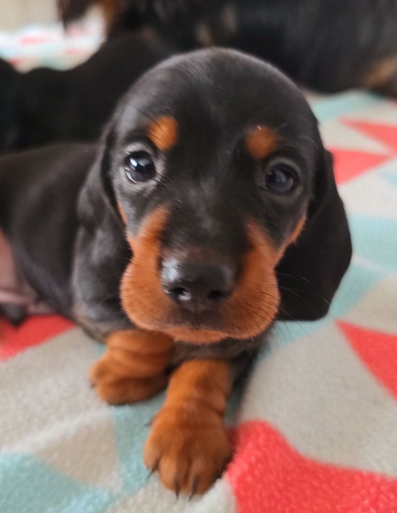 Dachshund korthåret