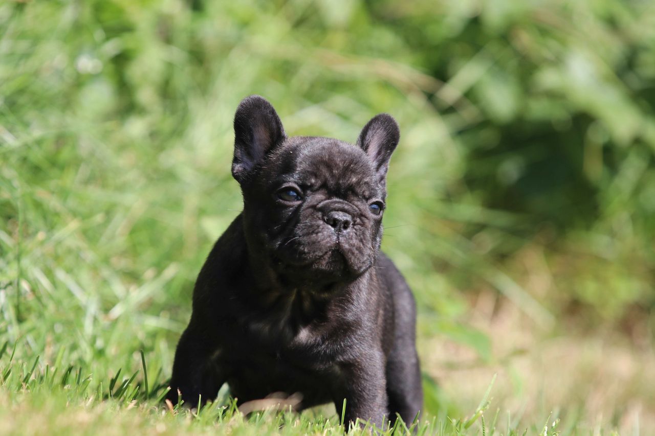 Fransk bulldog
