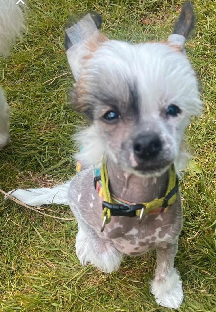 Chinese crested