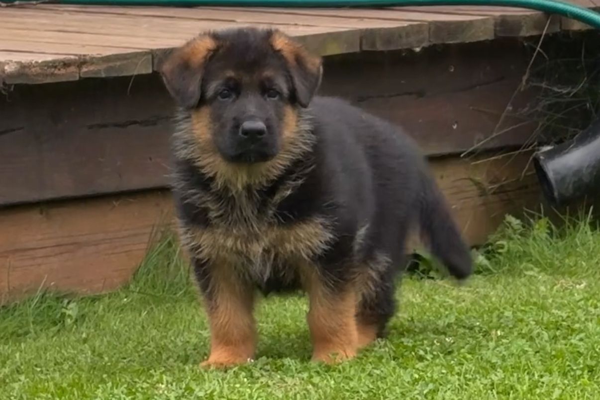 Schäferhund normalhår