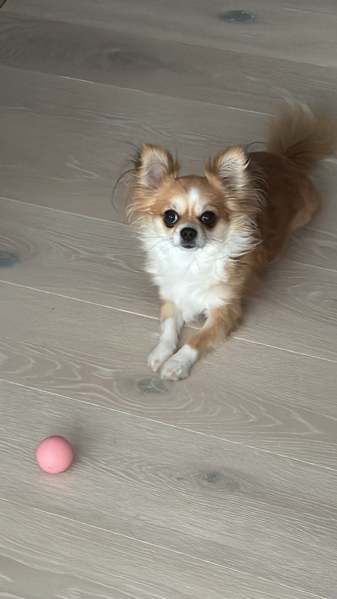 Chihuahua langhåret