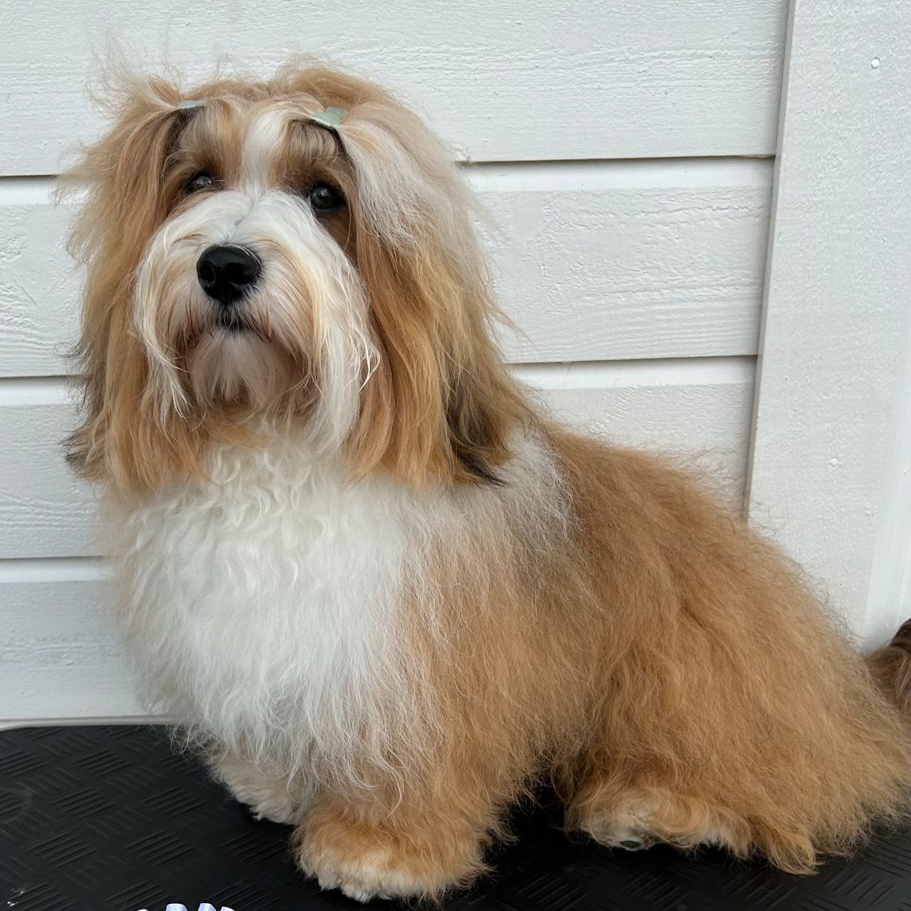 Bichon havanais
