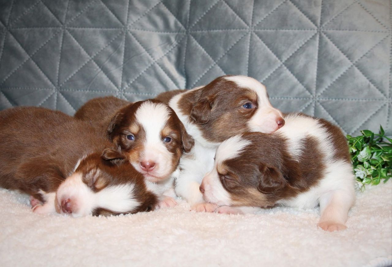 Australian shepherd