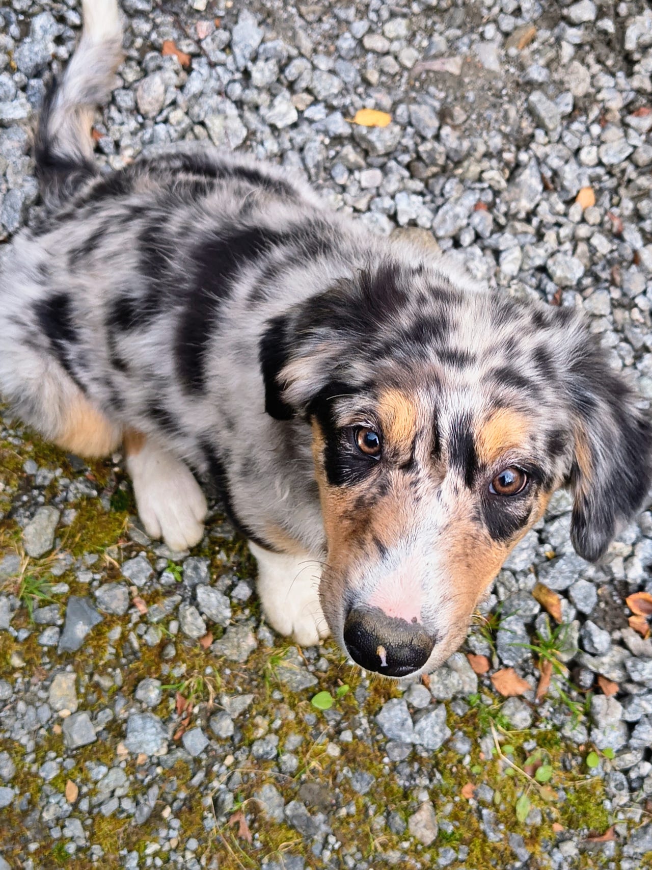 Border collie