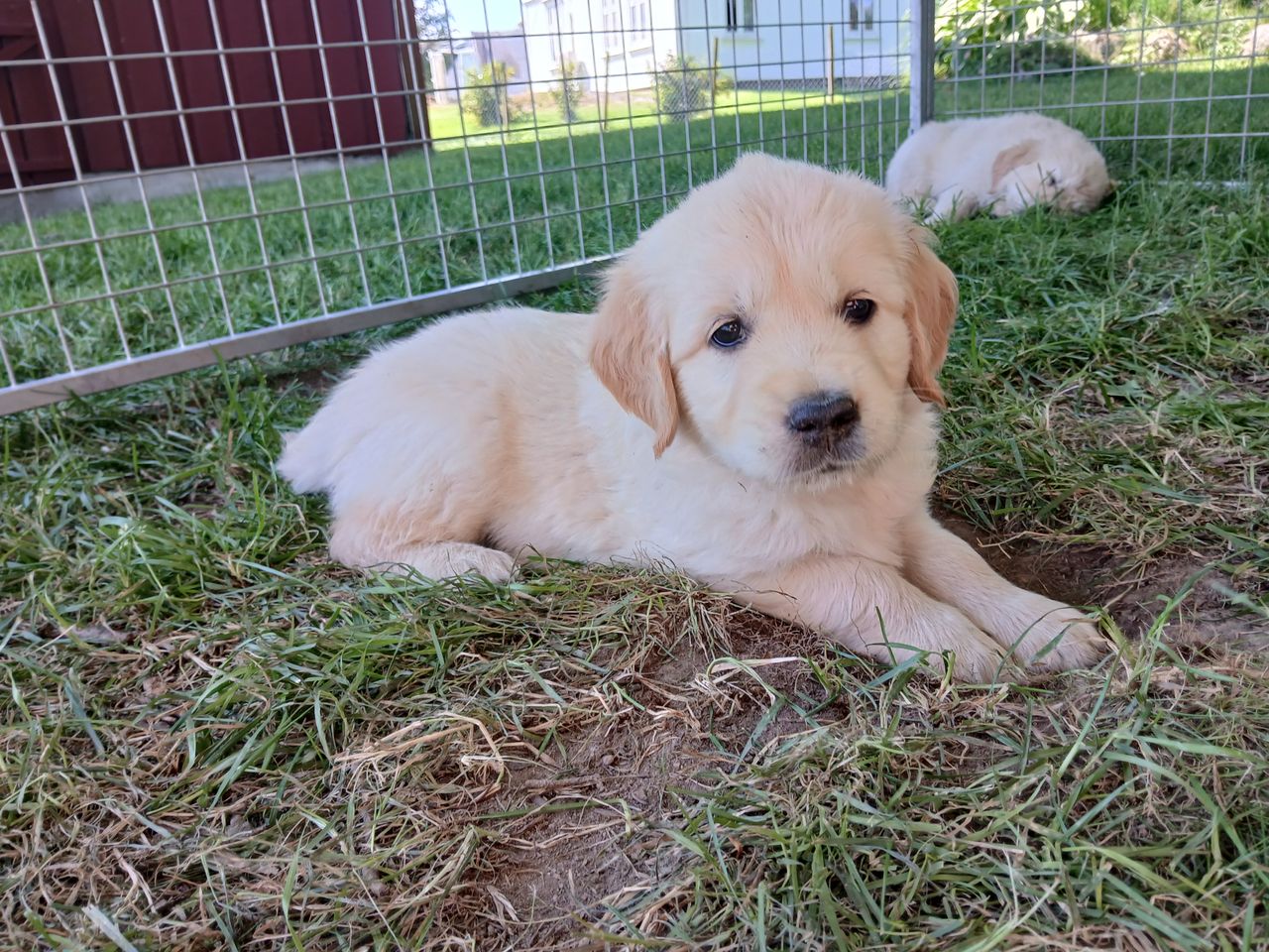 Golden retriever
