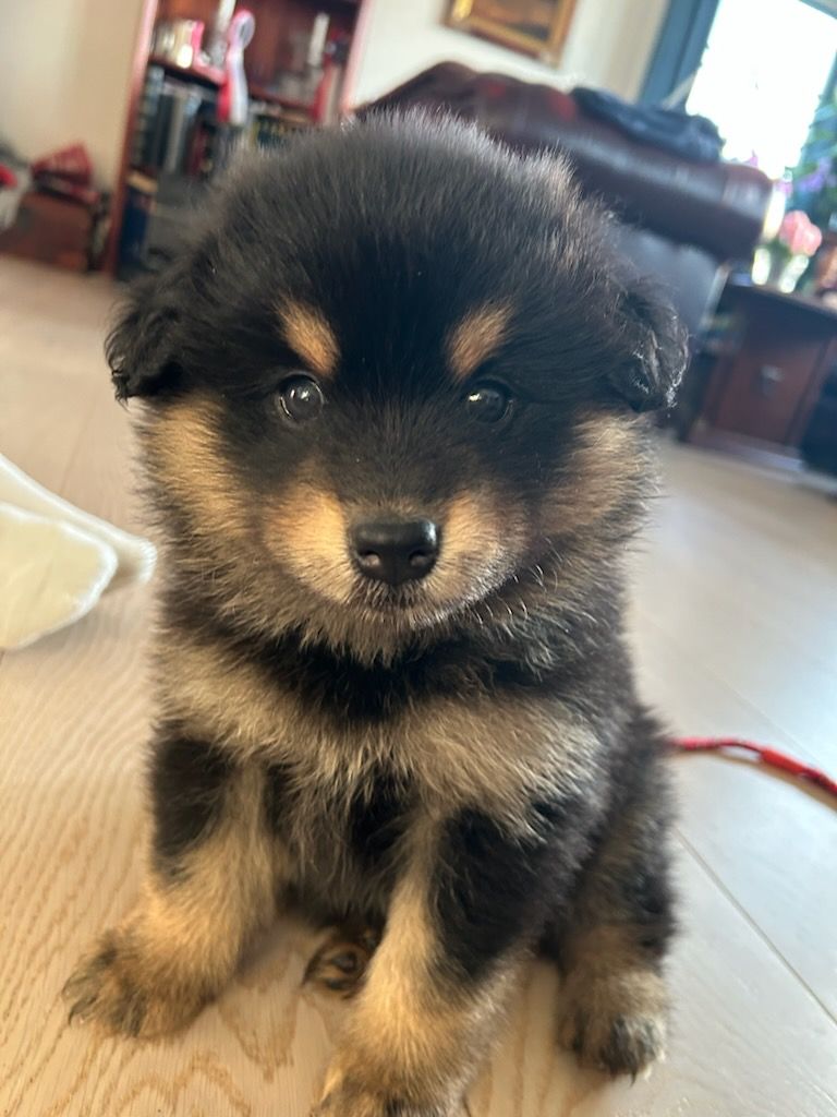 Finsk lapphund