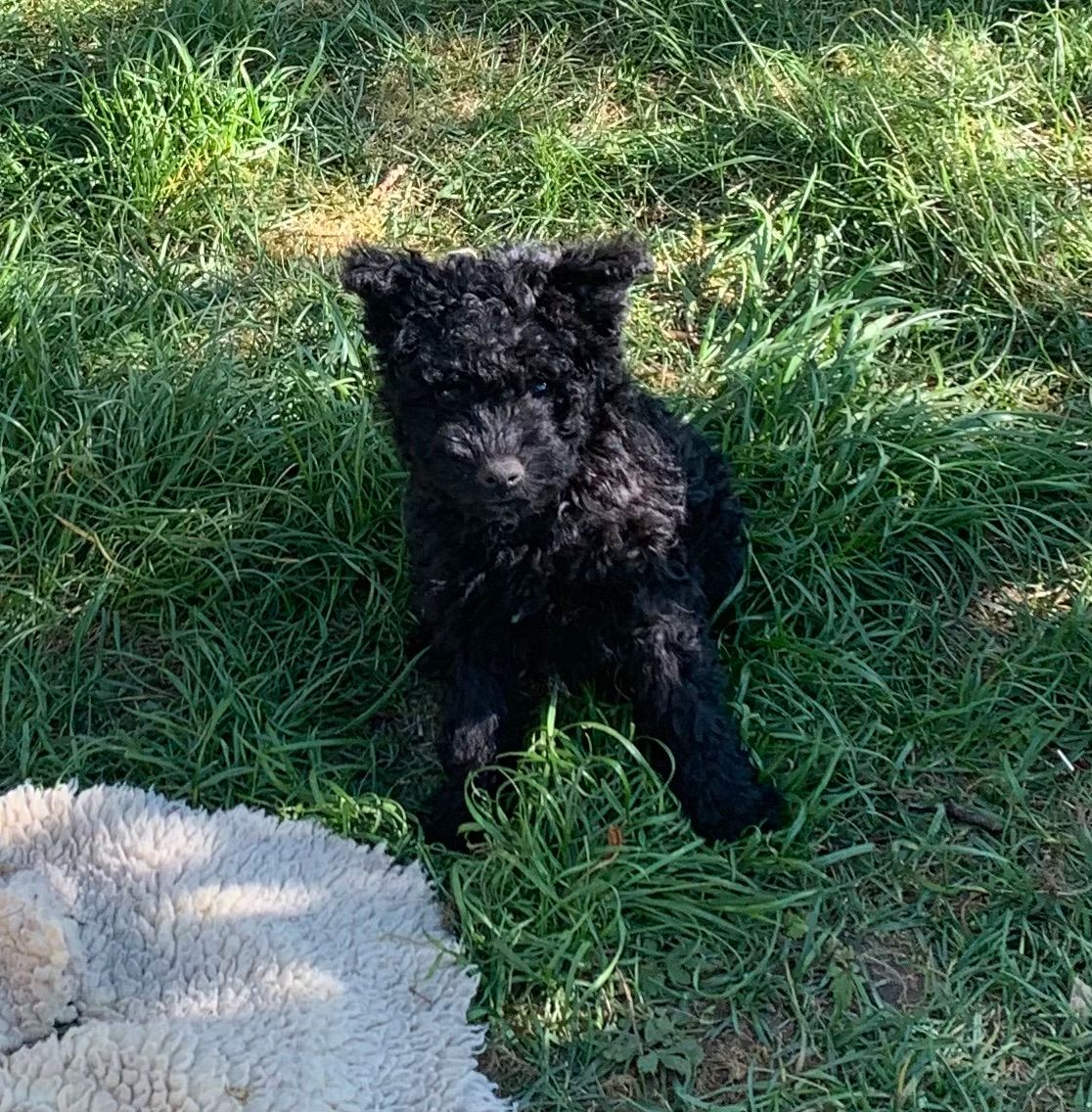 Pumi