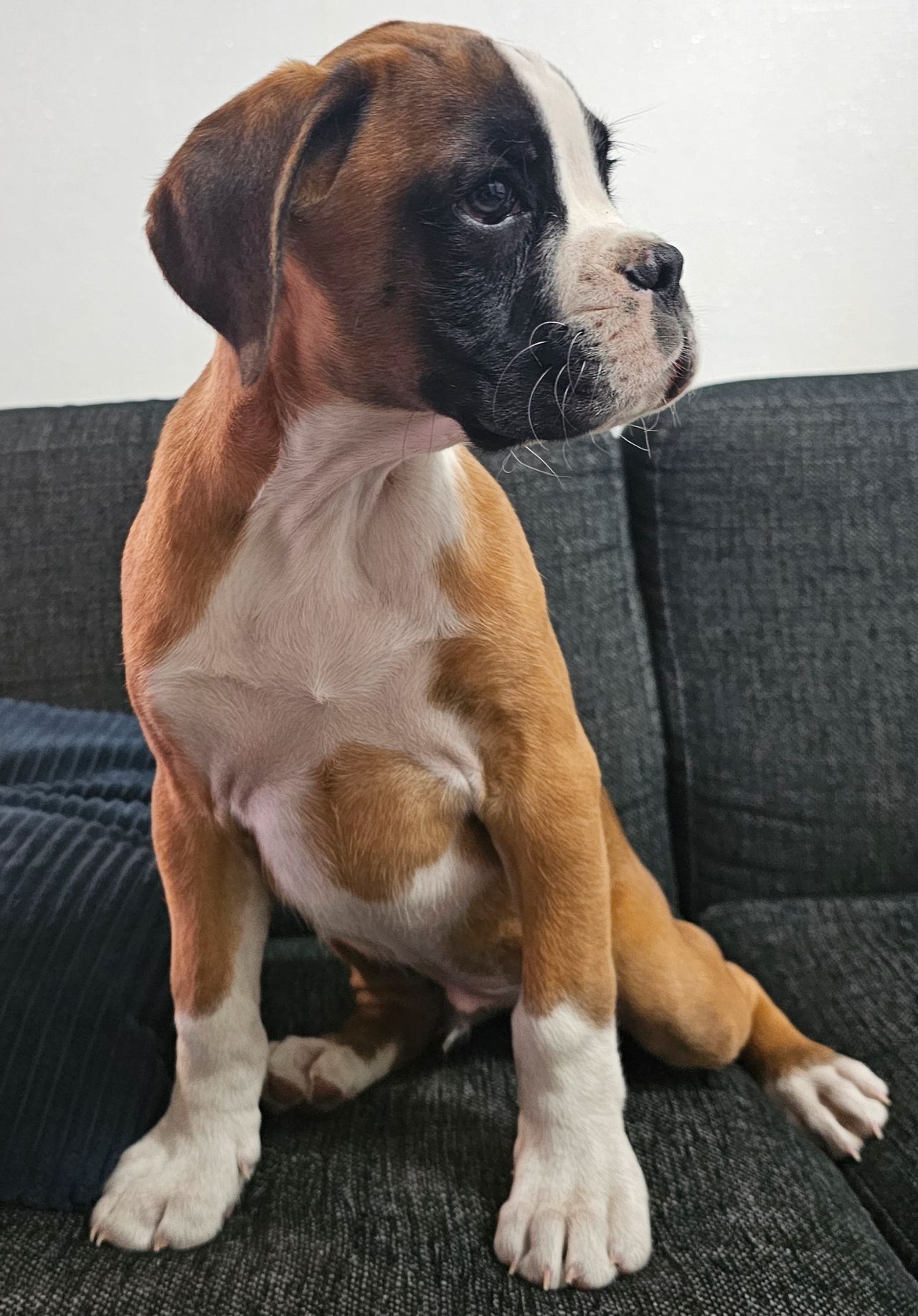 Boxer