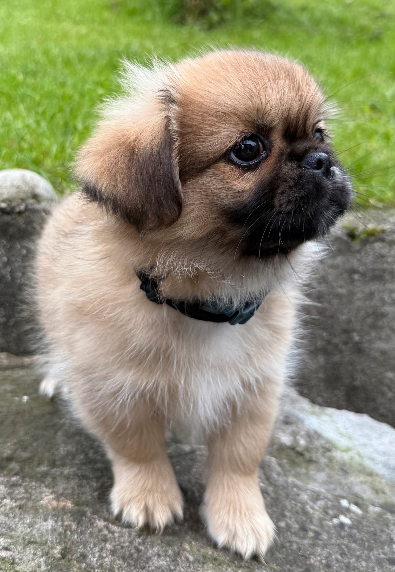 Tibetansk spaniel