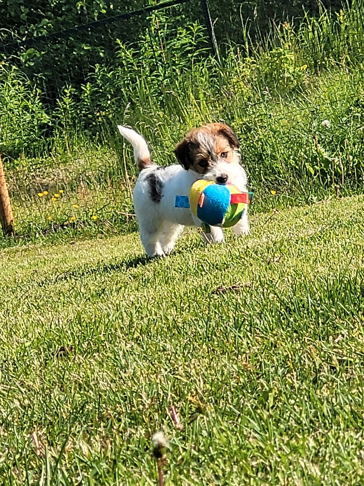 Jack russell terrier