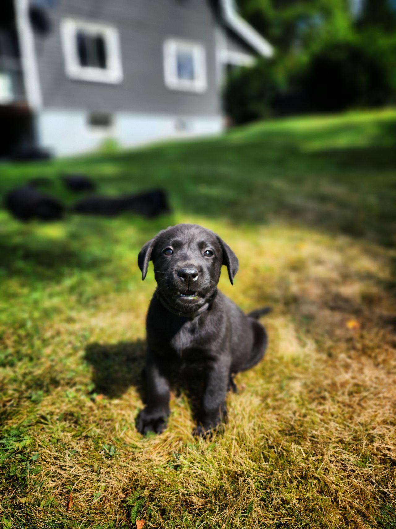 Labrador retriever