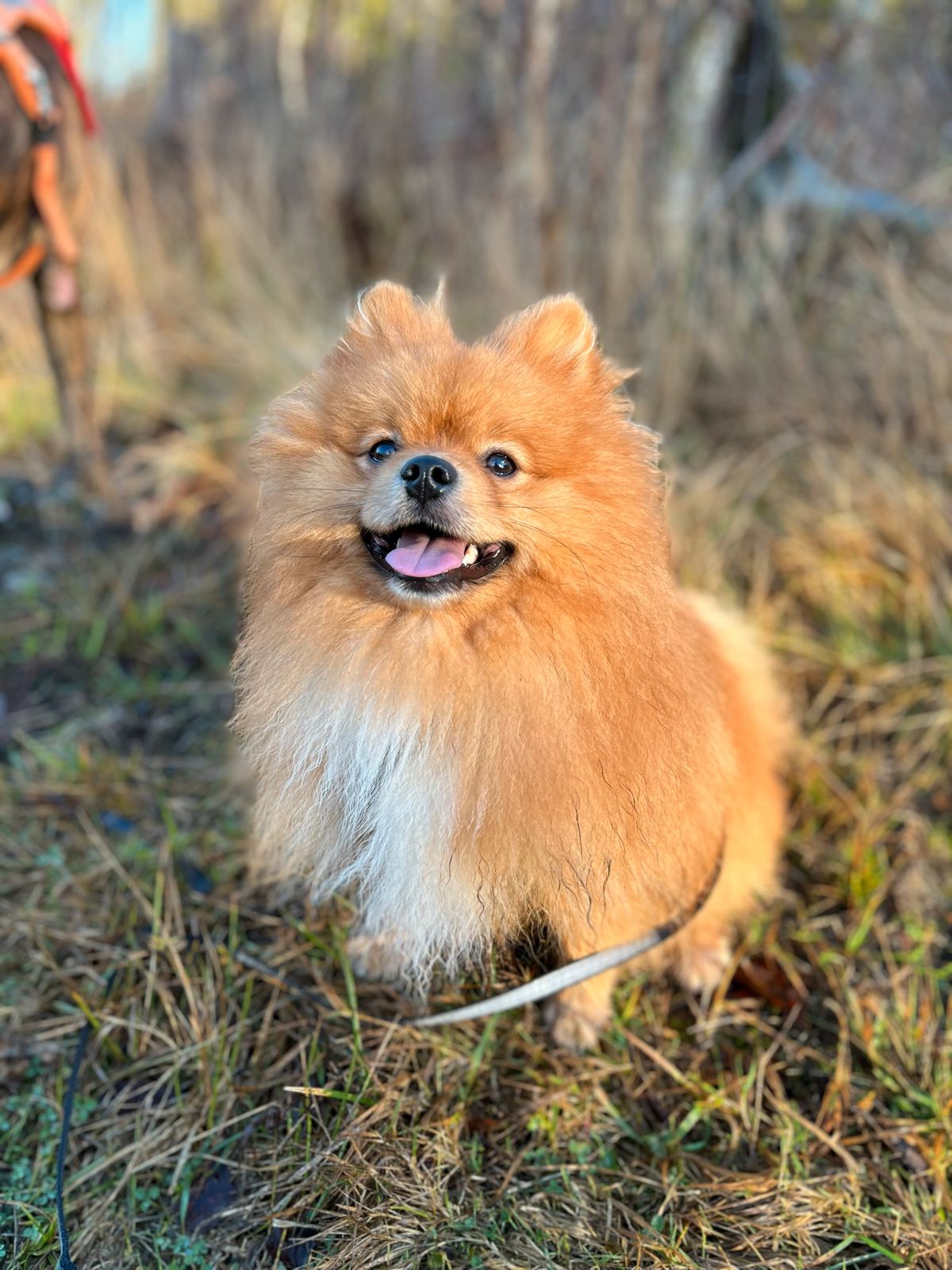 Pomeranian