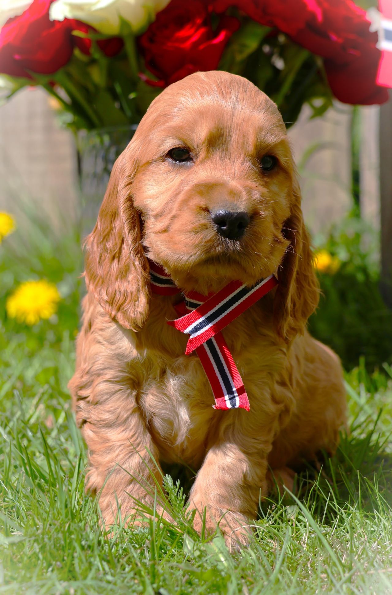 Cocker spaniel