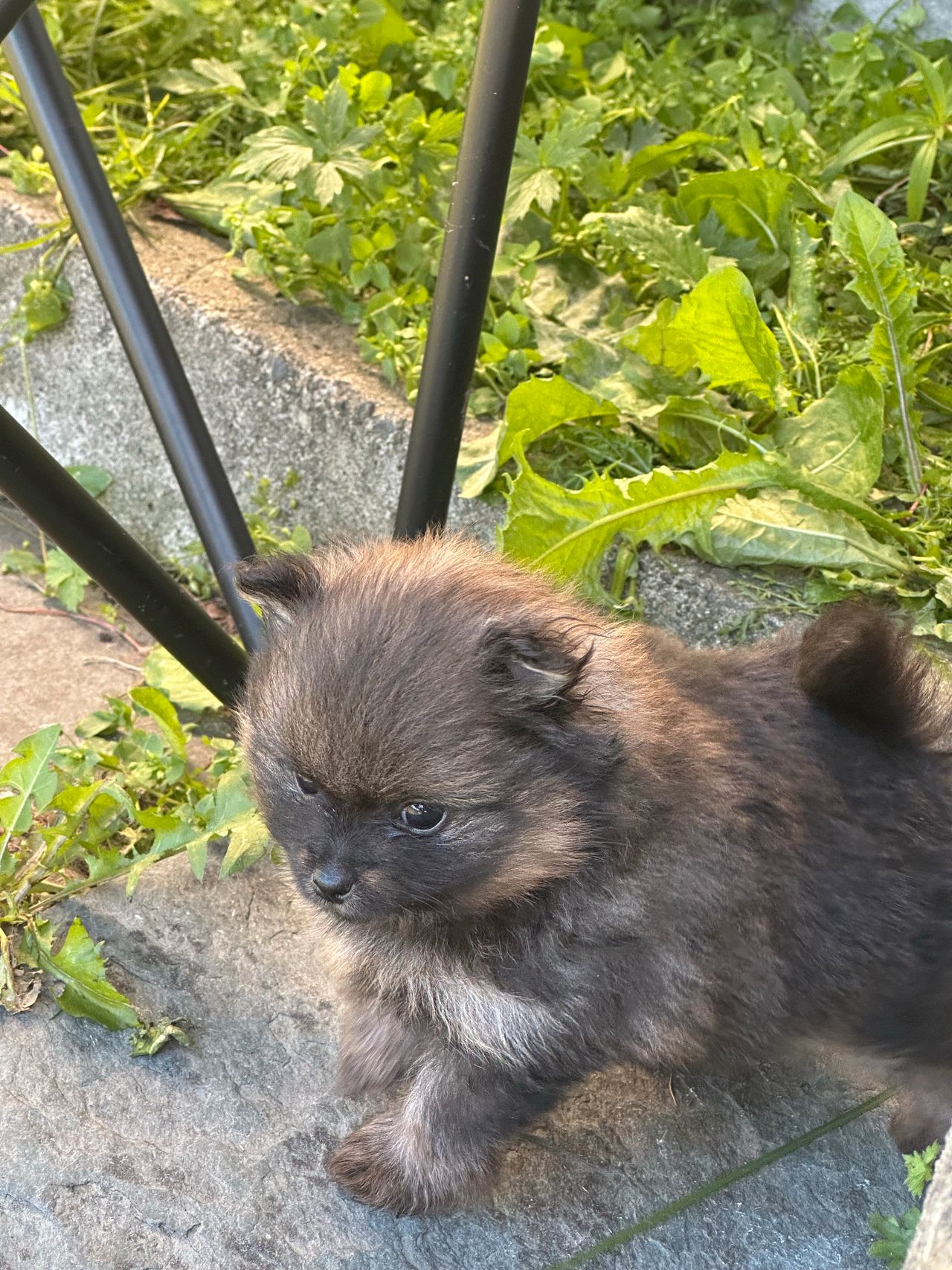 Pomeranian