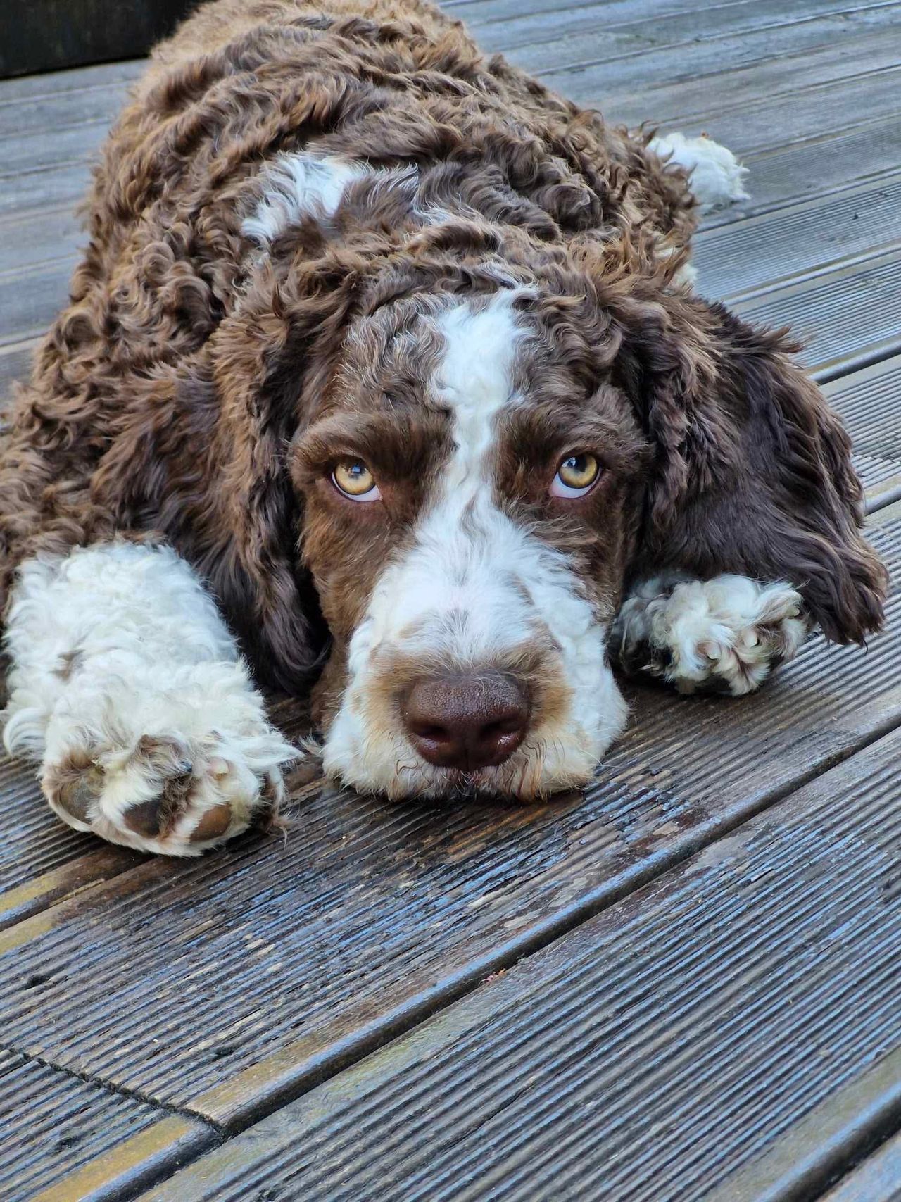 Spansk vannhund
