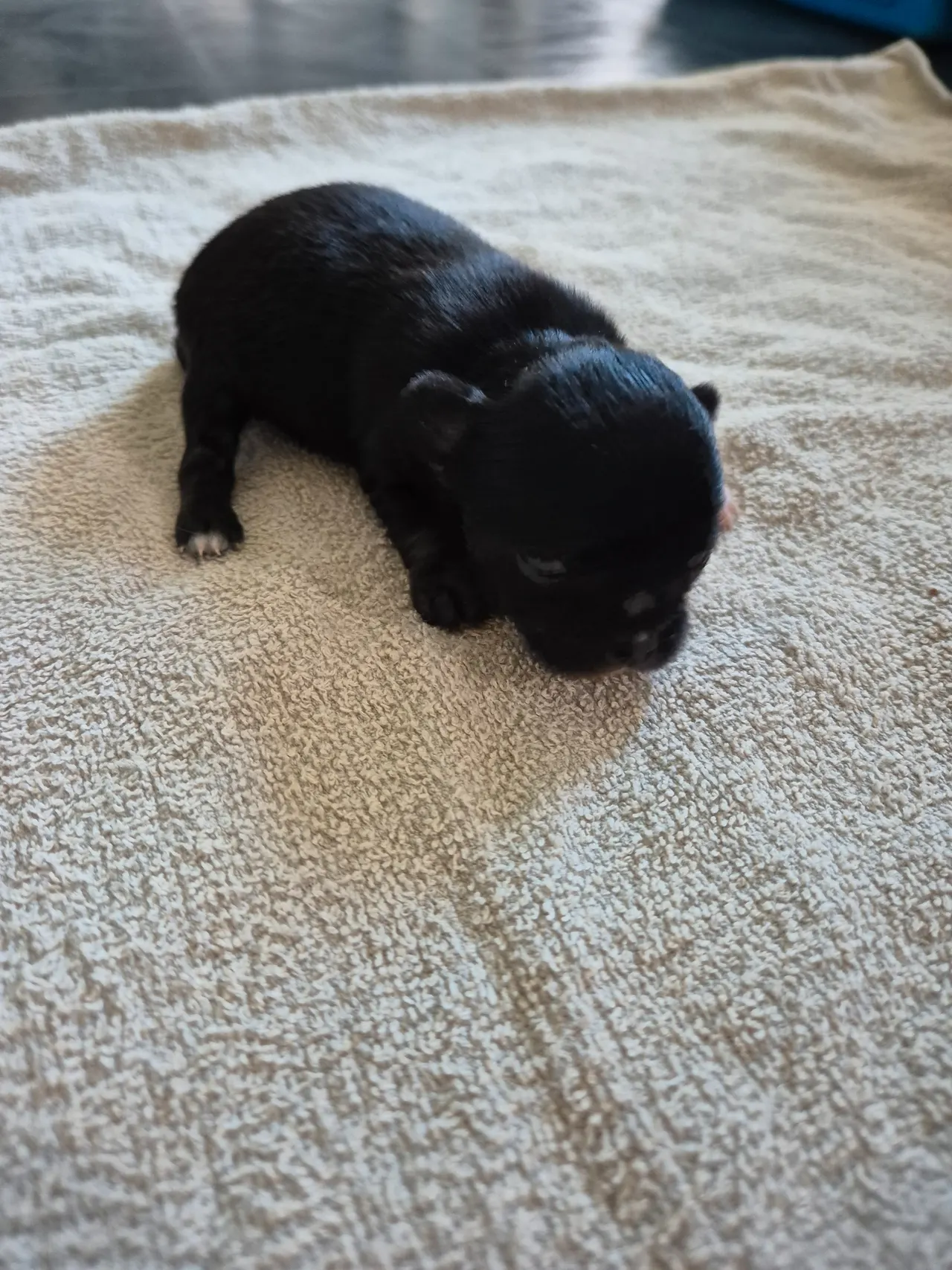 Chihuahua langhåret