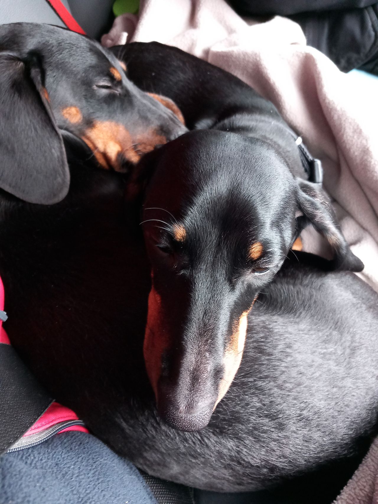 Dvergdachshund korthåret