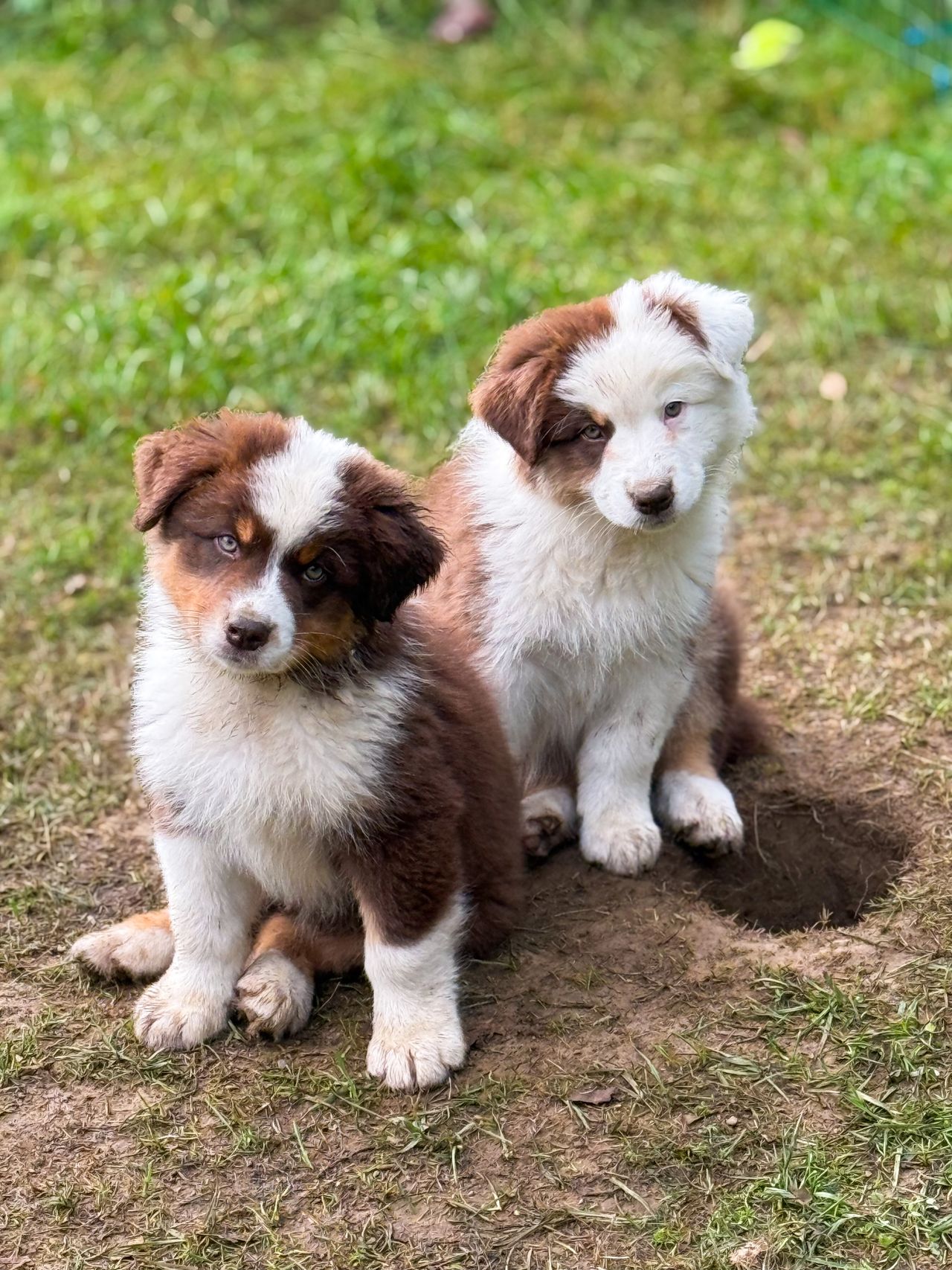 Australian shepherd