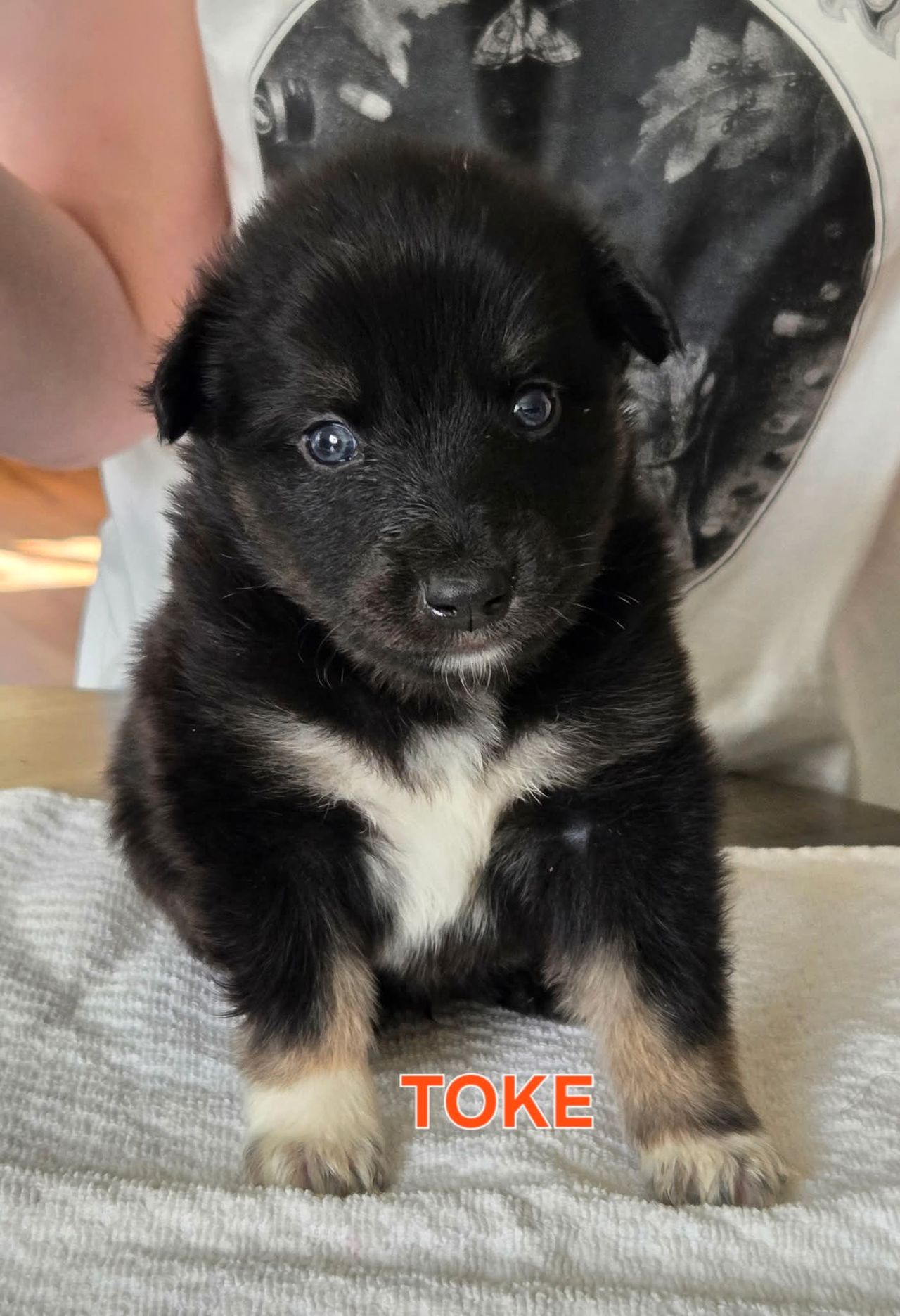 Lapsk vallhund