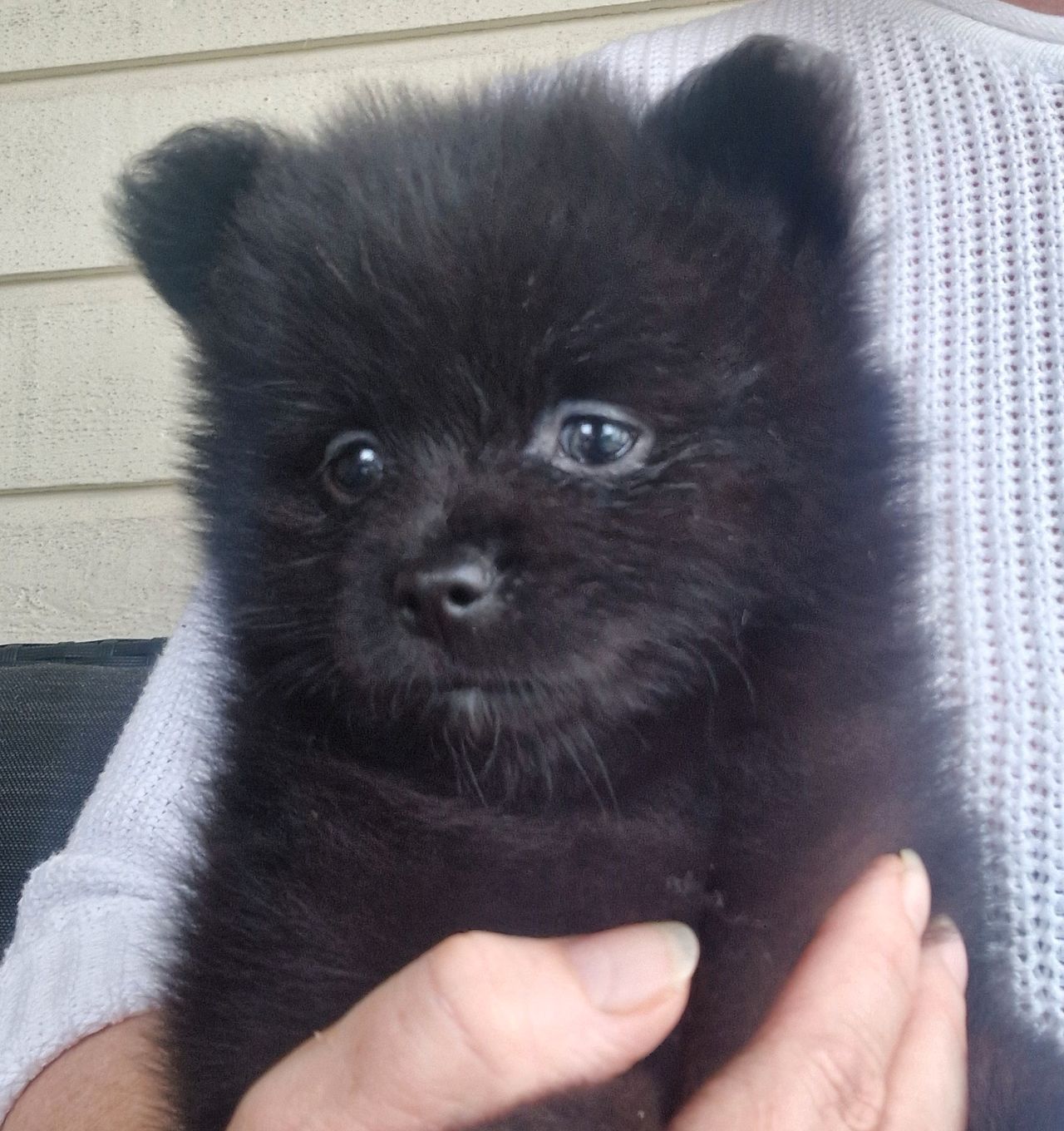 Pomeranian