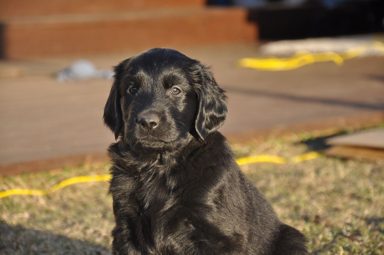 Flat coated retriever