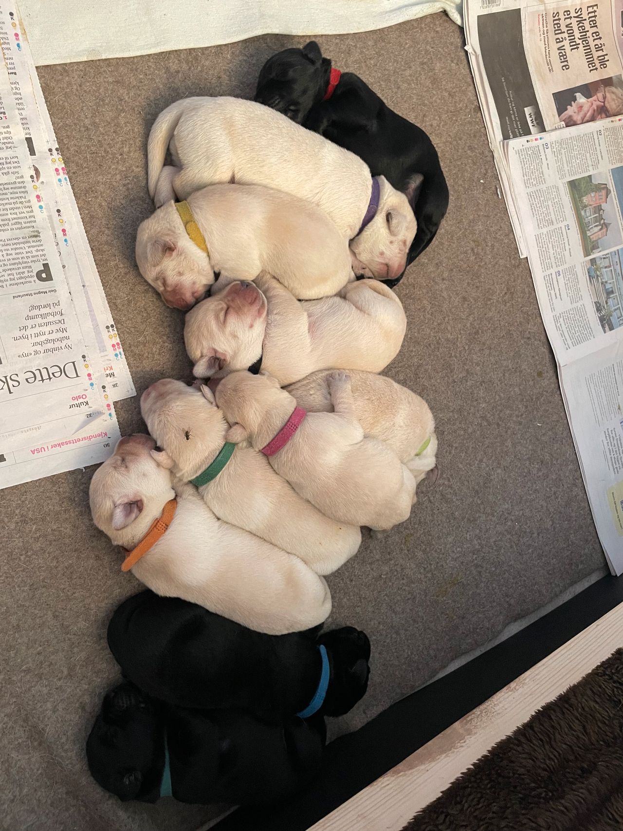 Labrador retriever