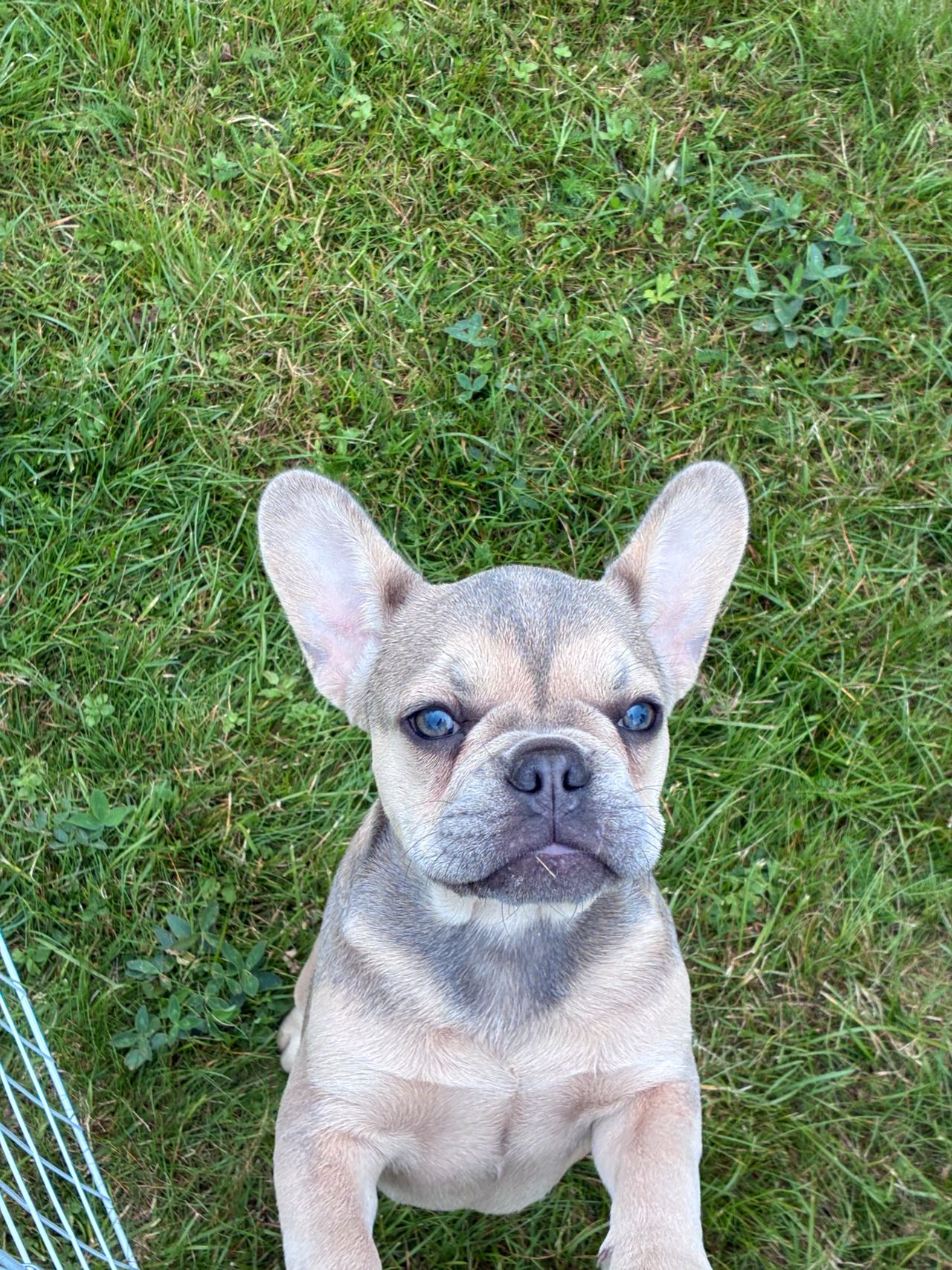 Fransk bulldog