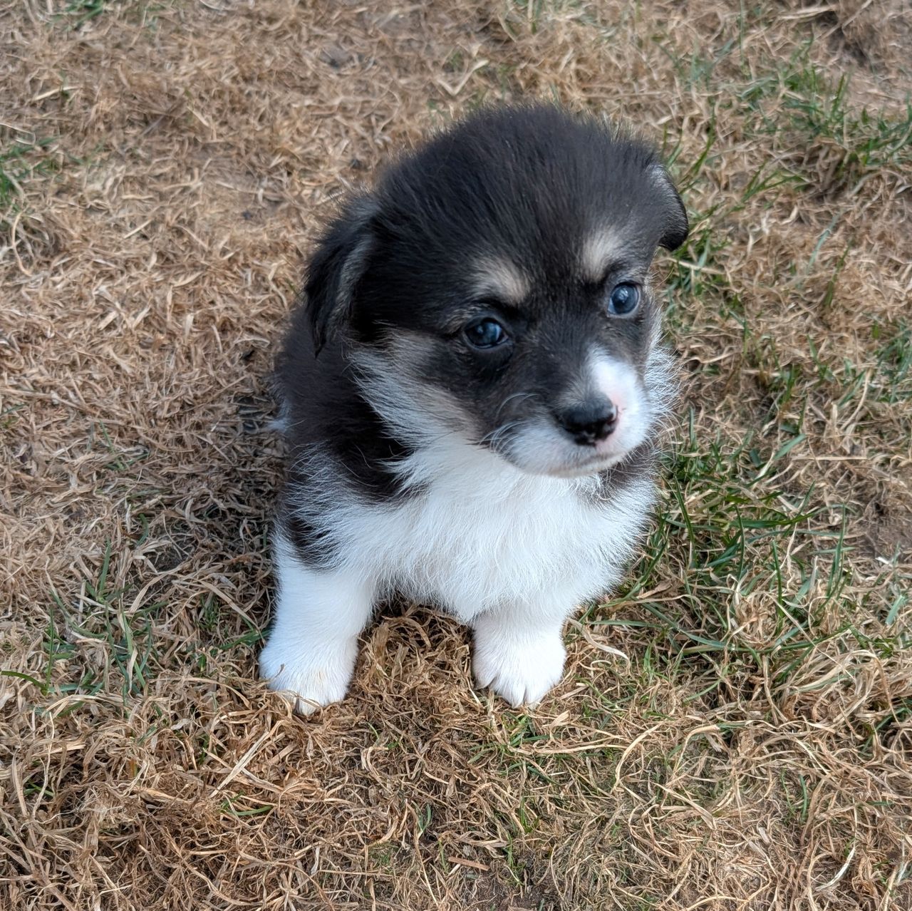 Welsh corgi pembroke
