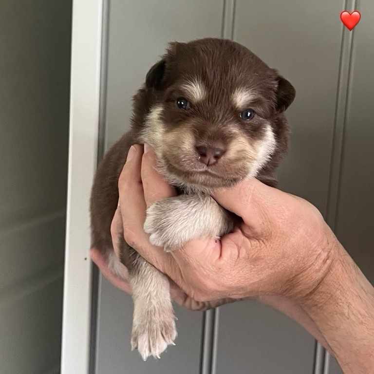 Finsk lapphund