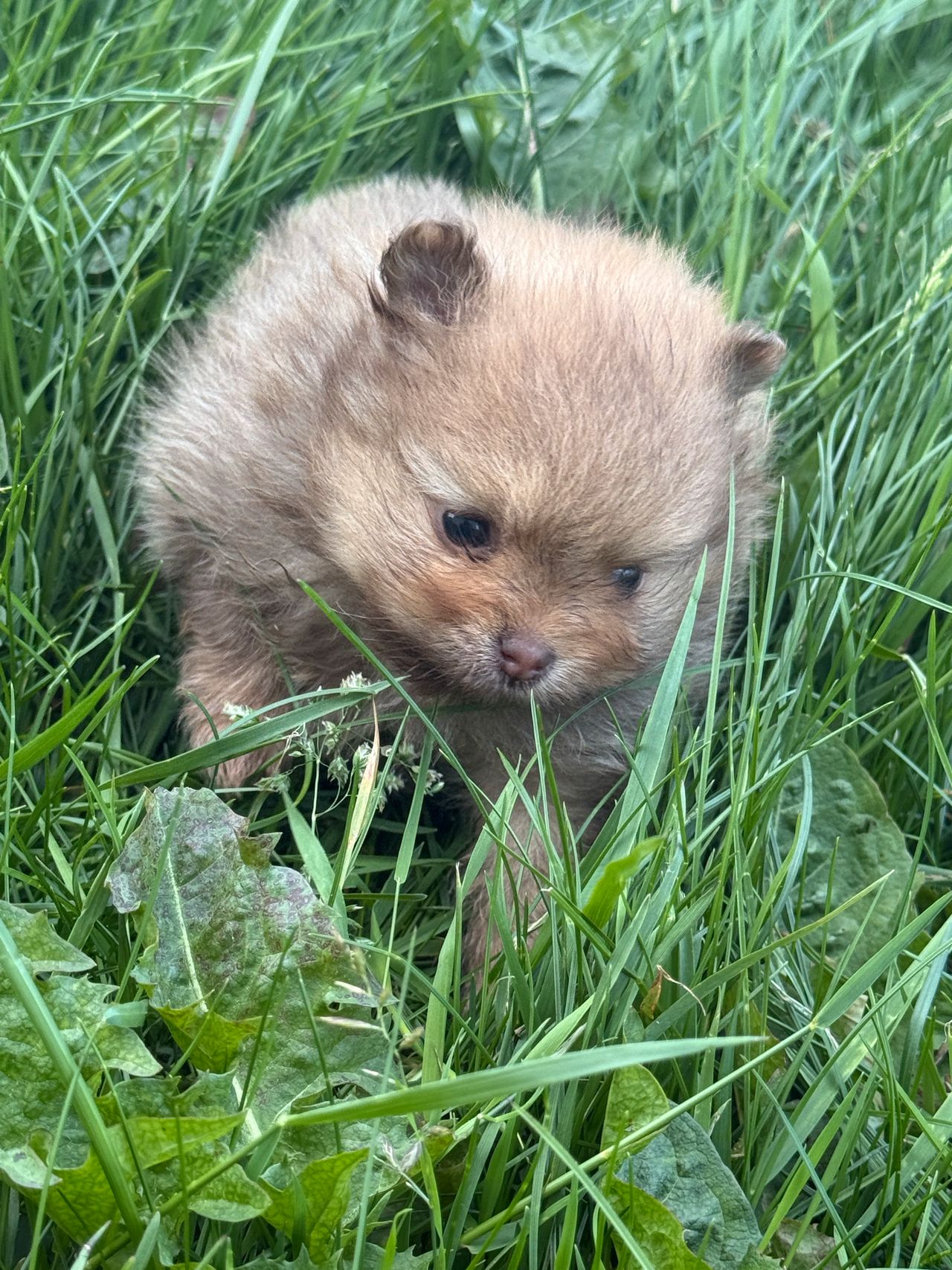 Pomeranian
